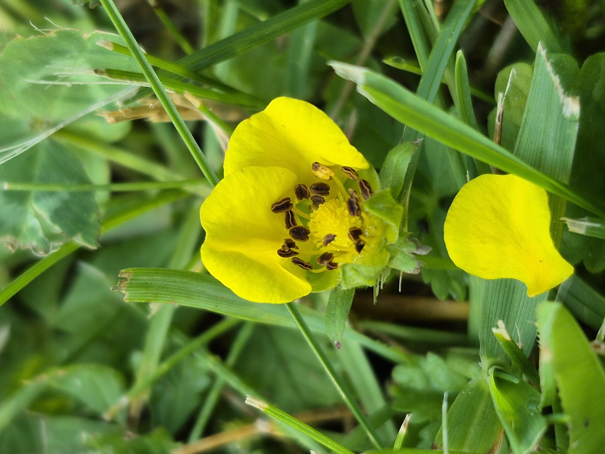 A close-up, slightly angled shot captures a yellow flower with dark brown pistils, nestled amongst lush green grass. A single yellow petal is detached and lies in the lower right portion of the frame. The background is a soft blur of more green foliage.