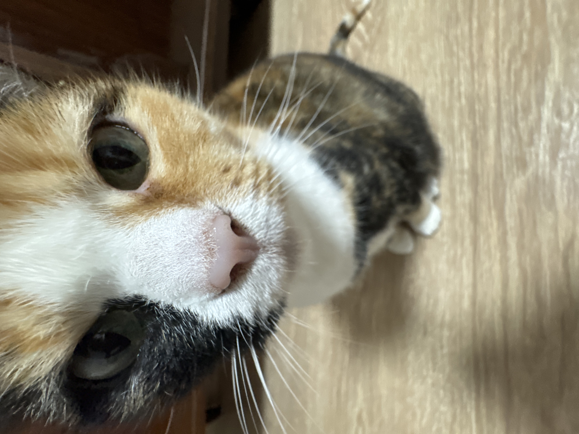 A calico cat is viewed in extreme close-up from an unusual angle, possibly lying down or reaching up to the camera. The cat's face, especially its nose and whiskers, are prominently featured. The cat has green eyes. The background is a light brown, possibly a wooden surface. No location details are discernible from the image.