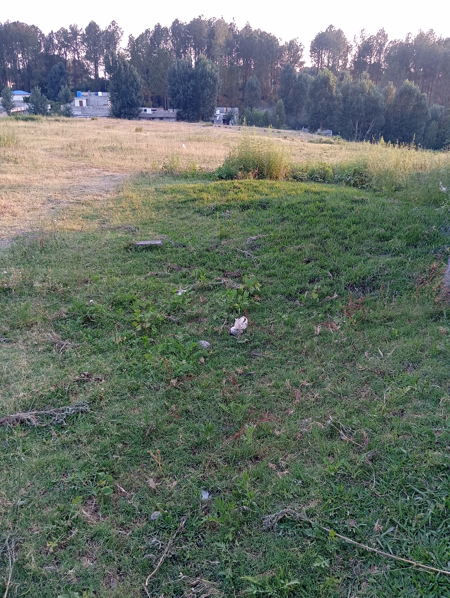 A landscape image shows a grassy field with buildings and trees in the background. The field is mostly covered in green grass, with patches of dry, brown grass. In the distance, there are several buildings with flat roofs and some trees. The sky is light blue, suggesting it is daytime. The location appears to be in Hakale, Pakistan.