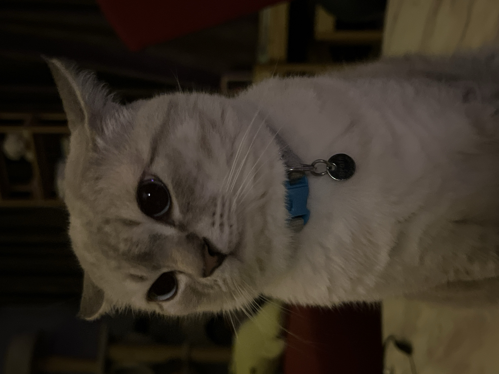 A light-colored cat with tabby markings is shown in a medium close-up shot. The cat is looking to the left of the frame with its ears slightly back. It is wearing a bright blue collar with a round silver tag attached. The background is dark and out of focus, with some shelving visible behind the cat. The cat's fur appears soft and fluffy. The lighting is dim, suggesting the photo was taken indoors. There are no people or other animals visible in the image.
