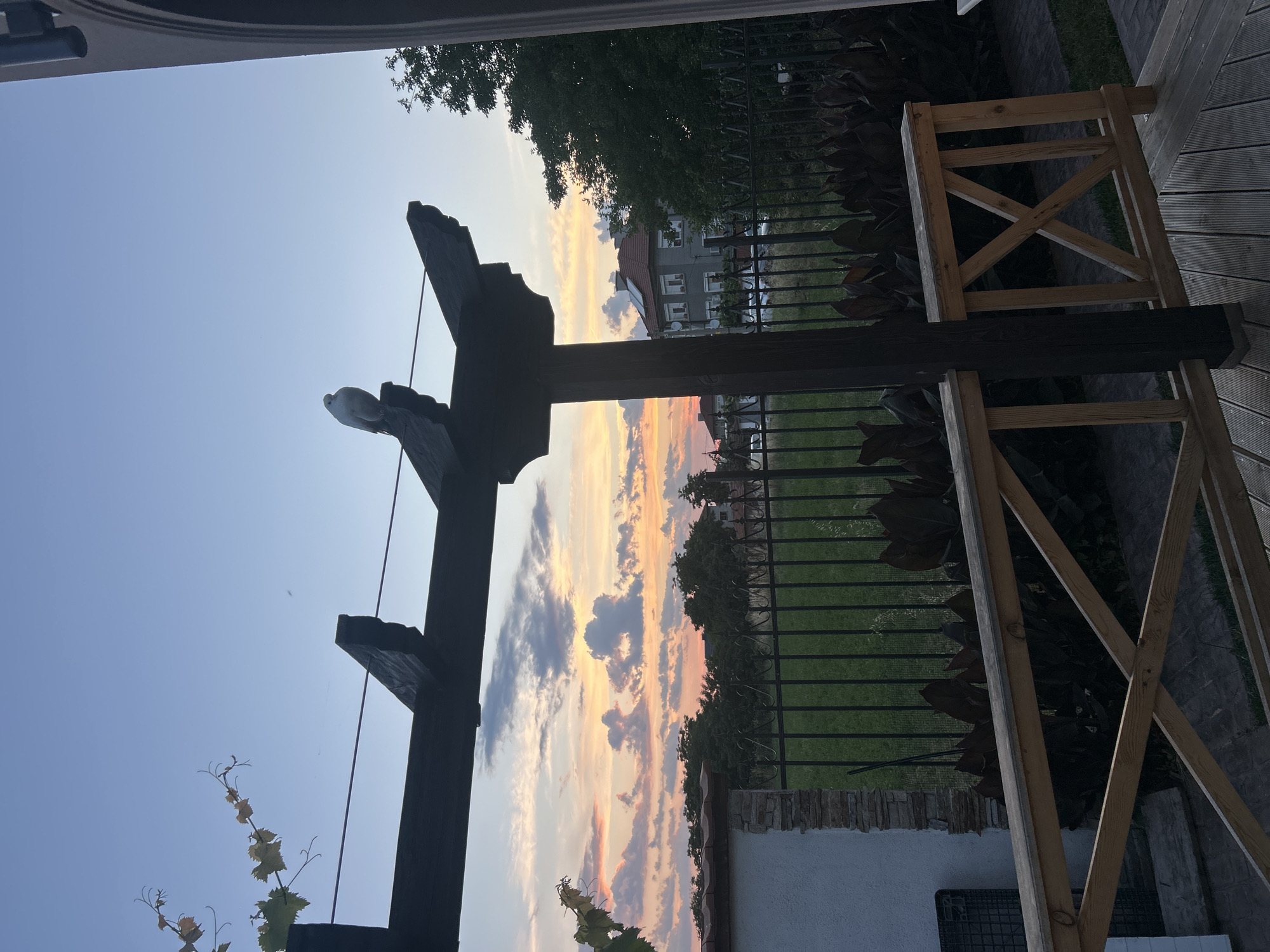 In the city of Voyvodino, Bulgaria, at dusk, a lone white bird is perched atop a dark wooden pergola structure. The sky is a gradient of pale blue to orange and pink, with scattered clouds. A vine with green and yellow leaves drapes from the left side of the pergola. Beyond the pergola is a black metal fence enclosing a grassy area. In the background, several residential buildings are visible, with trees interspersed. In the foreground, a wooden railing with an X-shaped design is present. The scene is set outdoors, likely in a residential or garden area.