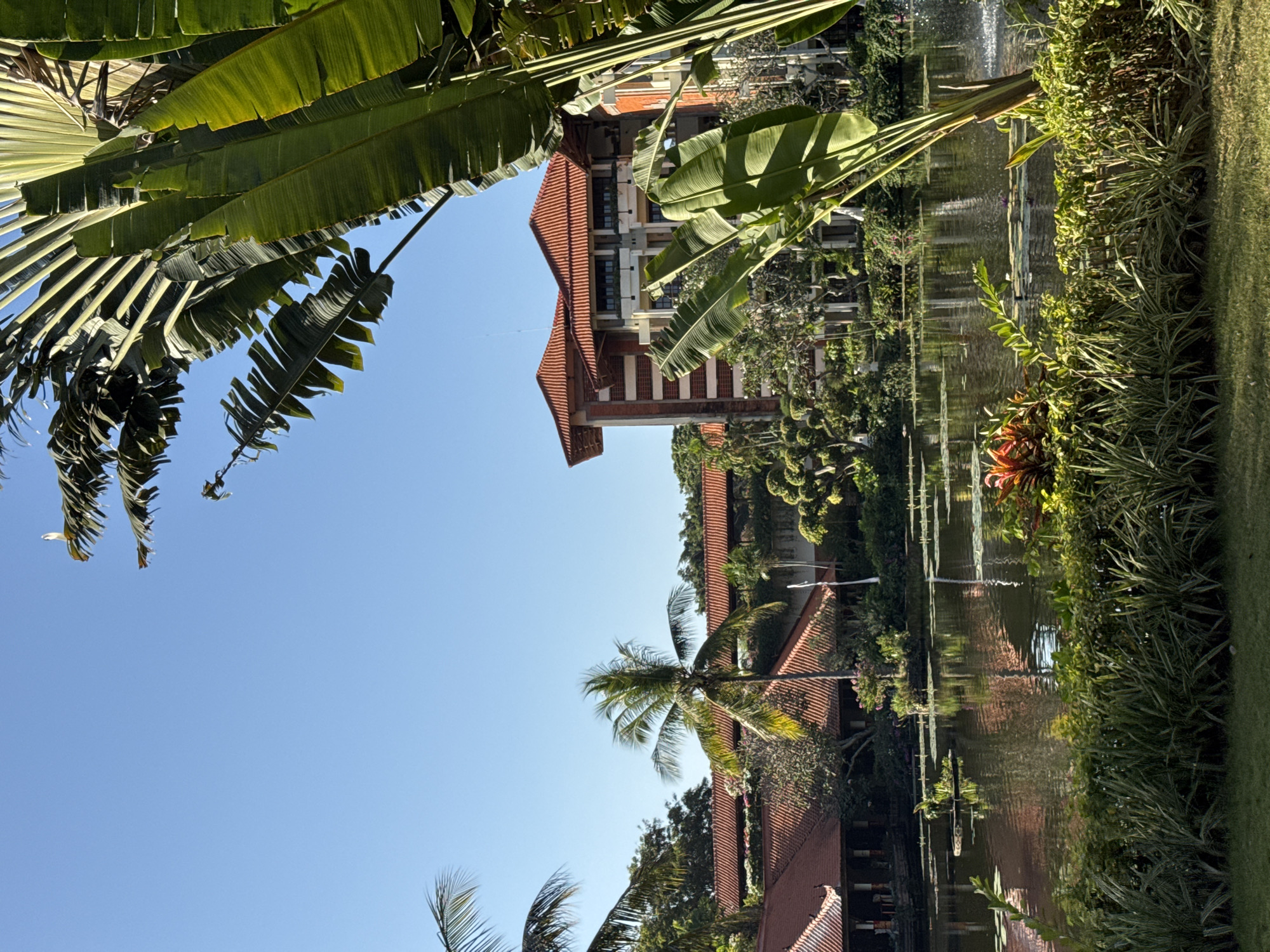 This image depicts a lush tropical resort environment in Kuta Selatan, Indonesia, under a clear blue sky. In the immediate foreground, a strip of manicured green grass transitions into dense green and variegated shrubbery. A prominent fan-shaped palm, likely a Traveller's Palm, occupies the right foreground, with its large, fanning leaves partially framing the scene.
The midground features a calm pond or artificial lake, its dark surface reflecting the surrounding buildings, sky, and vegetation. Numerous green lily pads float on the water, some with hints of purple flowers. A small fountain feature is visible spraying water on the right side of the pond.
Beyond the water, a collection of buildings with traditional red-tiled roofs and light-colored walls are visible amidst abundant tropical trees and plants. On the left side of the pond, several lower-profile structures, possibly pavilions or wings, blend into the landscape. Towards the center-right, a taller, multi-story building with a distinctive red-tiled roof and multiple balconies stands prominently. This building displays a blend of reddish-brown and lighter-toned facades. Various palm trees, including a slender one in the left-midground, and other dense foliage are interspersed throughout the scene. The sky is bright, clear, and devoid of clouds. No people are visible.