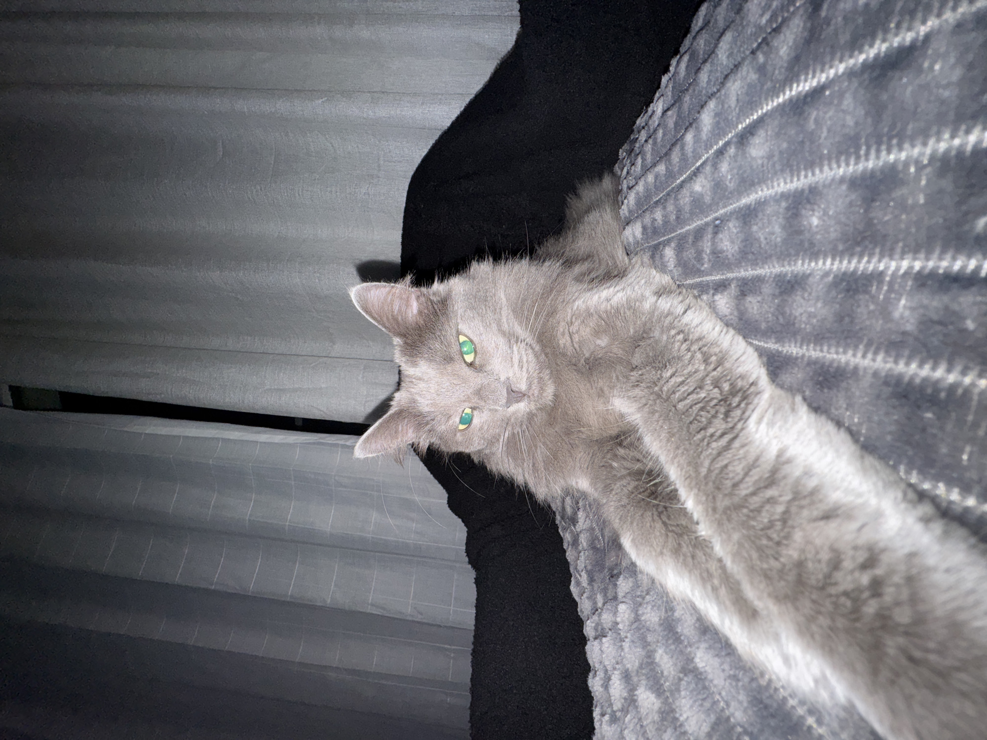 A gray cat with green eyes is resting on a gray blanket with a striped pattern. The cat is positioned diagonally in the frame, with its head towards the upper left corner and extending its paw towards the lower right corner. The background includes a black surface and a gray curtain with horizontal folds. The location in the city of Varna, Bulgaria is not discernible from this image.