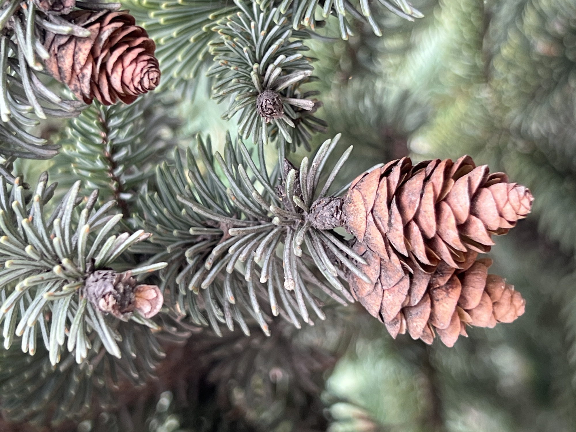 The image shows a close-up view of pine cones hanging from a spruce tree. The pine cones are brown and have a layered, scaled texture. The spruce needles are green and appear to be covered in a fine, powdery substance. The background is blurred, suggesting a shallow depth of field. The image does not depict any people or activity. The location in Krasnodar, Russia cannot be determined from the image.