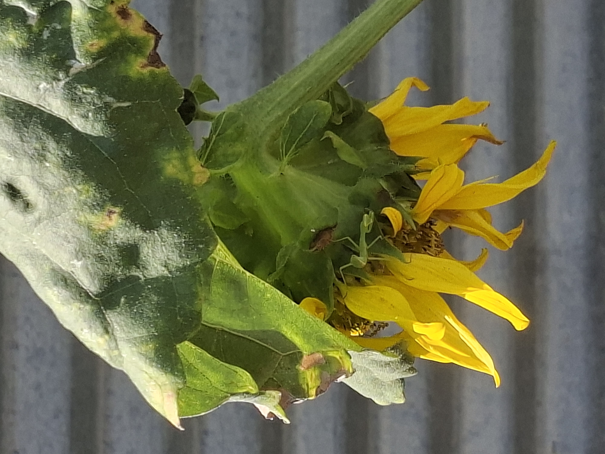An upside-down sunflower with wilting yellow petals hangs against a corrugated metal background. The large green leaves are mottled with brown spots, indicating disease or damage. A small insect, possibly a beetle, is visible on the underside of a leaf, near the flower head. Another insect, a green praying mantis, is perched on the stem, facing right. The image appears to have been taken outdoors, likely in a garden or natural setting, with no indication of an urban environment like Tbilisi. The focus is on the dying flower and the insects.