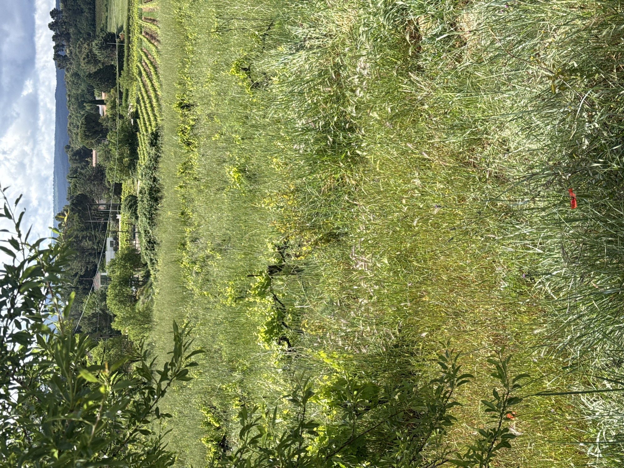 The image presents a landscape view, likely taken in Rousset, France, given the query's request. The foreground features shrubbery with green leaves, partially obscuring the view. Beyond the shrubbery, a field stretches out, exhibiting tall, dense grasses and other vegetation with a predominant green hue. To the left, parallel rows suggestive of a vineyard are visible. In the background, trees and a building can be discerned, and further back, a mountain range under a cloudy sky is present. The overall scene depicts a rural or semi-rural setting with a mix of cultivated and natural elements.