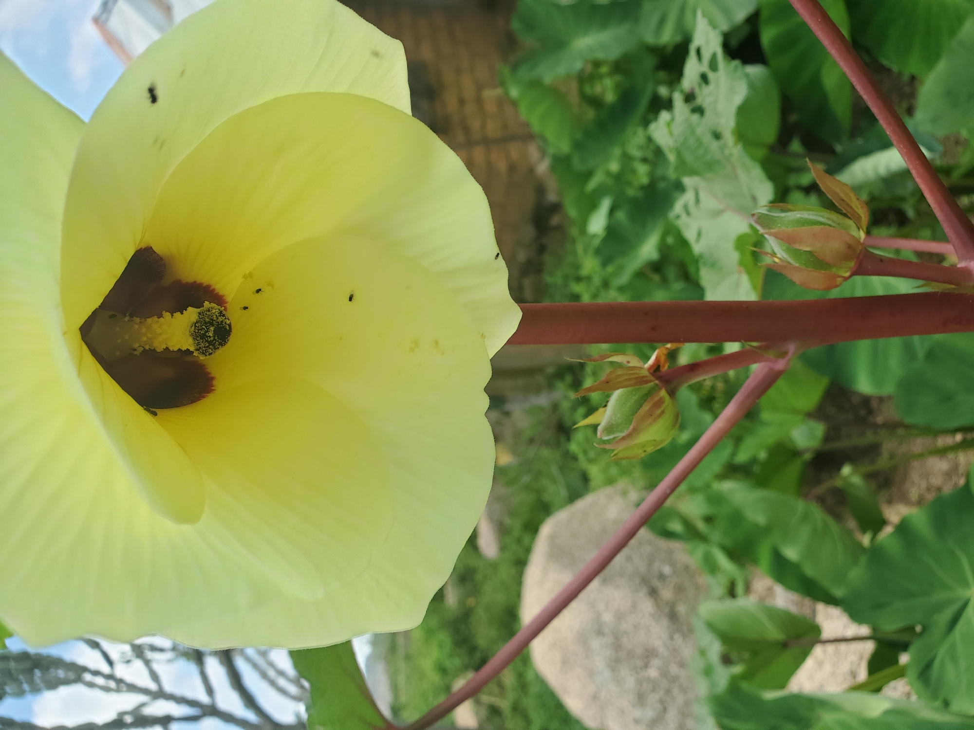 A close-up, eye-level shot focuses on a large, pale yellow okra flower in full bloom, its delicate petals unfurling to reveal a dark maroon center and a prominent stamen covered in dark pollen. Several tiny black insects are visible on the petals and within the flower's throat. Below the flower, a reddish-brown stem branches, holding two developing okra pods, their green husks showing striped patterns. The background is blurred, showing green foliage and a large grey rock. The scene is set in an outdoor environment, likely a garden or farm, with hints of a building and sky in the upper right corner. There are no people or any identifiable human activity in the frame. The image is captured in natural lighting, with soft shadows. Given the context, this could be an okra plant at the old airport road in Jos, Nigeria, a location known for its agricultural activity and open spaces.