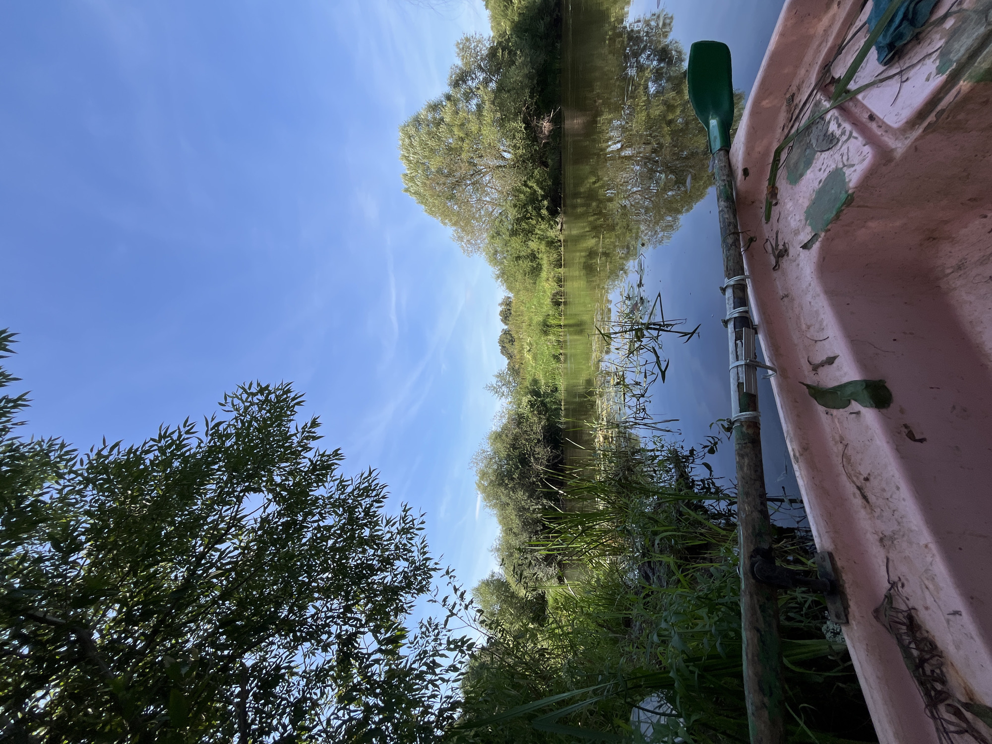 The image shows a close-up view of the interior of a pink boat, with a wooden oar with a green blade resting across it. The boat is on a calm body of water, likely a river or lake, with lush green vegetation growing along the banks. In the background, trees and bushes line the water's edge, and a large tree with light green foliage is prominent on the right side. The sky above is a clear blue with a few wispy clouds. The reflection of the trees and sky is visible on the water's surface. The scene appears to be set in a natural, serene environment. There are no people visible in the image. The image location is likely in or around Sharkawshchyna, Belarus, based on the provided context.