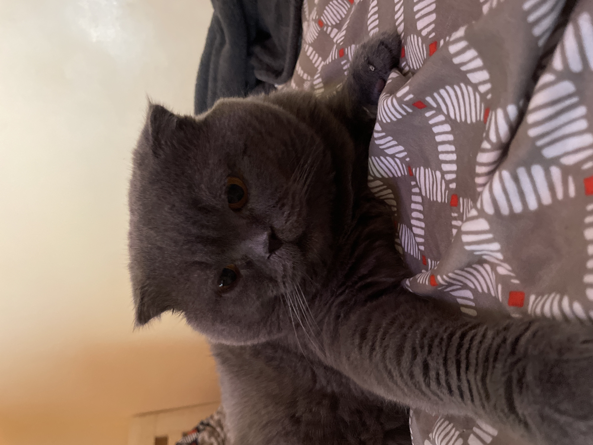 An indoor, close-up, eye-level shot shows a grey Scottish Fold cat lying on a bed. The cat is facing the camera with its body angled to the left. Its ears are folded down, and its orange eyes are open. The cat's left paw is extended towards the viewer, and its body is covered in soft, grey fur with faint dark grey tabby stripes visible on its extended limb. The cat is lying on a bed with a patterned duvet cover featuring a grey background with a repeating pattern of white abstract shapes and small red squares. The background of the image is a softly lit, light orange wall with some indistinct shadows.