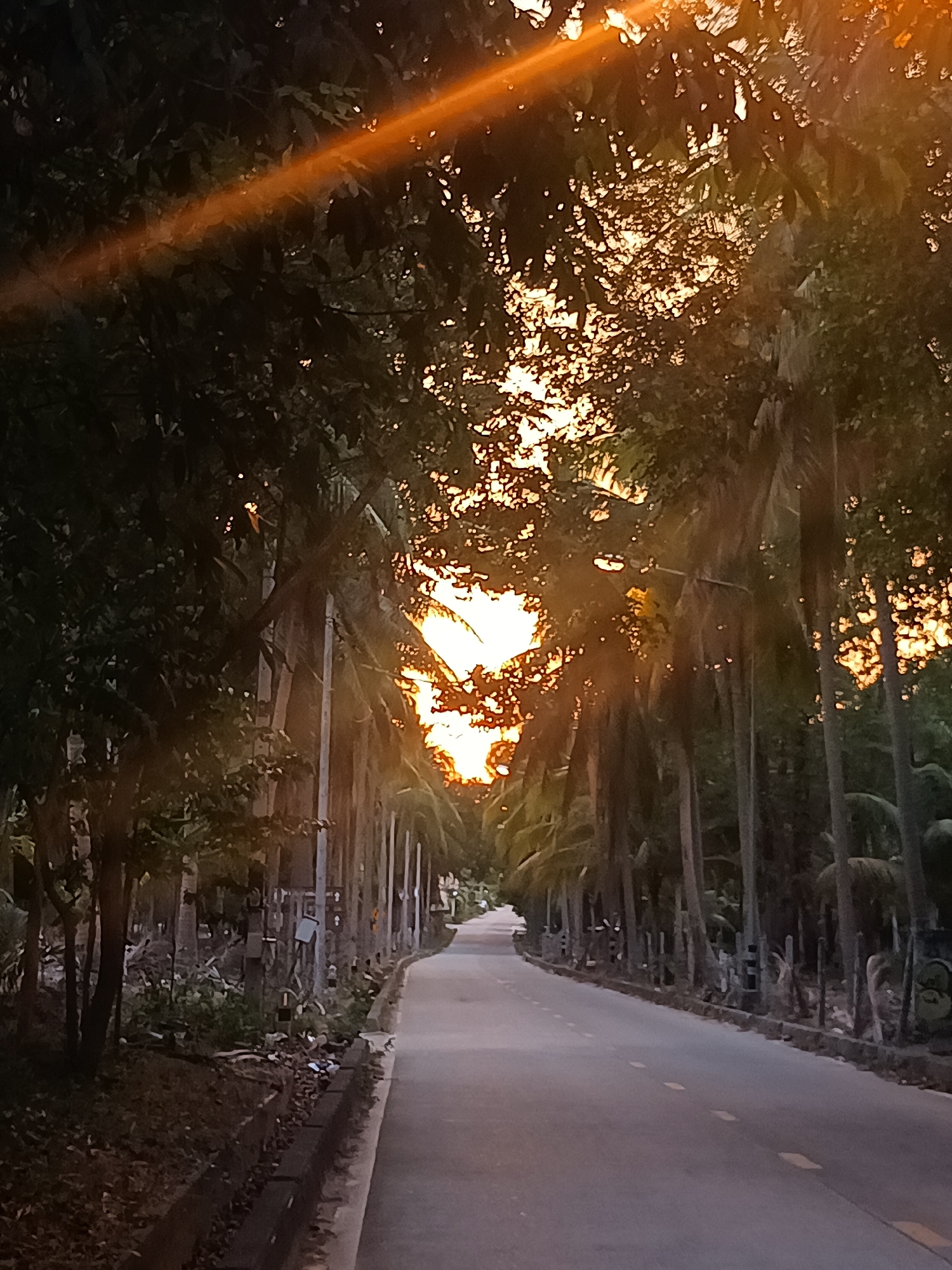 The image captures a serene, curving asphalt road at sunset in a tropical setting. The road recedes into the distance, bordered on both sides by a dense canopy of tall trees, primarily slender palm trees, which create a natural, tunnel-like archway overhead. The warm, golden-orange light of the setting sun is visible behind and through the foliage, particularly intense in the upper right and center, and creating a prominent lens flare across the upper left of the frame.
The road features faded white dashed lines down its center, suggesting a two-way path. Along the left edge, a concrete drainage ditch runs parallel to the road, separating it from the wooded area. Within the dense undergrowth and among the trees, several utility poles with wires are discernable, hinting at human infrastructure within this natural landscape. The dark silhouettes of the trees and foliage contrast sharply with the bright, illuminated sky and the sun's glow, which also highlights the edges of leaves and creates dappled light effects.
There are no people or vehicles visible, contributing to a tranquil and peaceful atmosphere. The scene evokes a sense of calm characteristic of a late afternoon or early evening. The prevalence of palm trees and the overall environment strongly suggest a tropical location, aligning with the context of Baan Don Sai, Thailand. No legible text is visible in the image.