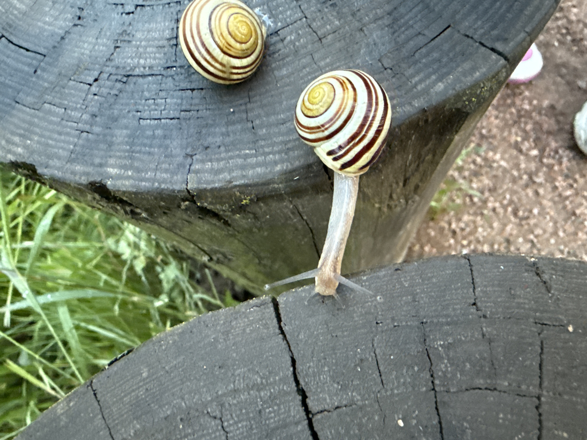 The image shows two snails on a weathered, dark wooden surface. One snail is in focus, positioned vertically on the left side of the frame, its body extended and its antennae visible. The second snail is in the upper right portion of the frame, its shell rounded and showing concentric brown and cream stripes. The wooden surface is rough, with visible cracks and grain. In the background, out of focus, is lush green grass. The context of Moscow, Russia is not evident from the visual information provided in the image.