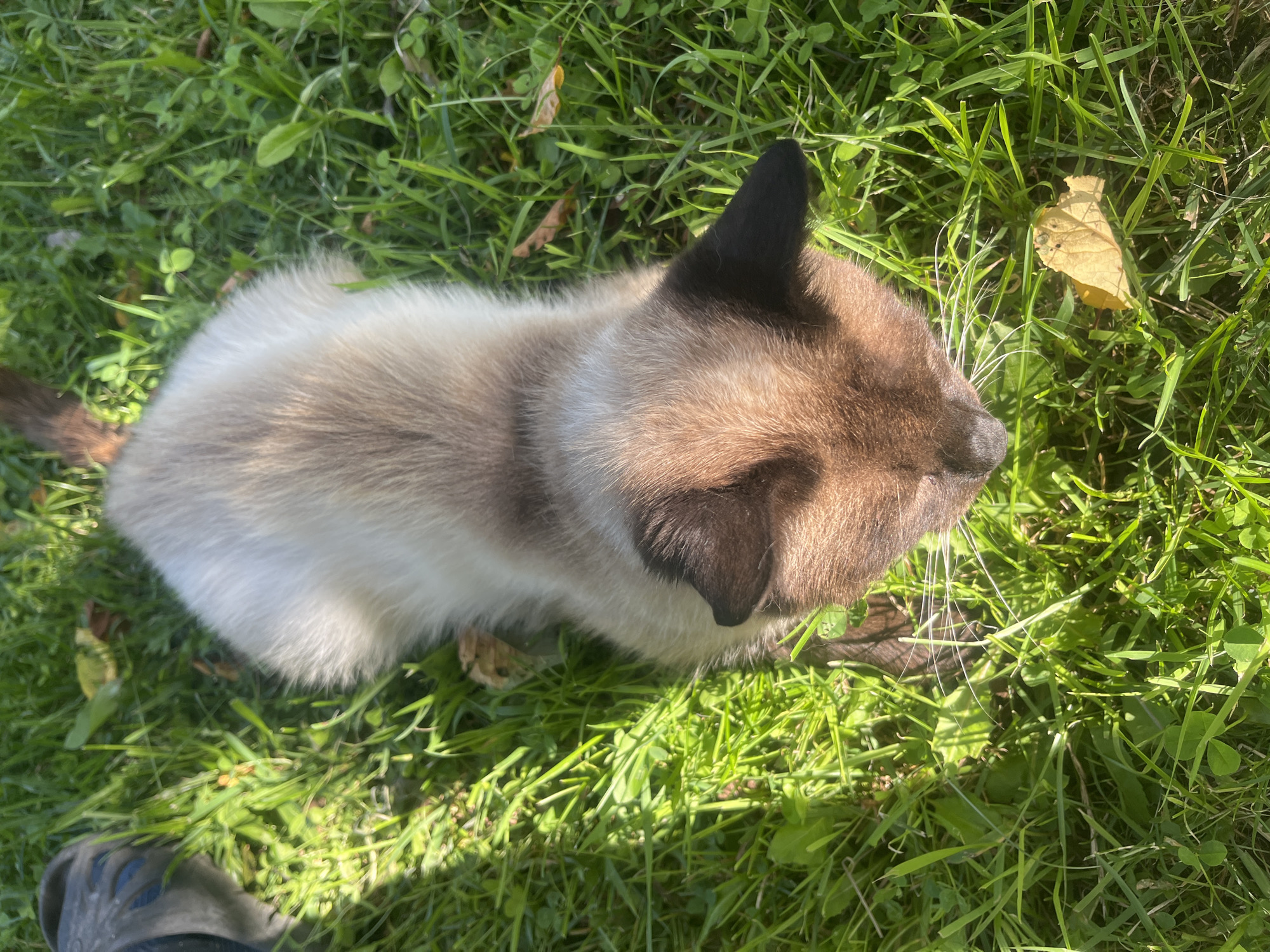 A top-down, close-up shot captures a young Siamese cat partially visible in a sun-drenched, grassy outdoor environment. The cat, facing downwards and slightly to the right, exhibits characteristic Siamese coloring with a light body and darker points on its ears and face. Its fur is fluffy, and its long, white whiskers are spread out. The cat is positioned in lush green grass with scattered dry leaves, some of which are yellow and brown. Sunlight casts distinct shadows on the grass, highlighting the texture and depth of the foliage. In the upper left corner, a dark gray shoe, possibly a sandal or clog with blue accents, is partially visible, suggesting a human presence nearby. The overall scene is serene and natural, with the focus primarily on the kitten and its immediate surroundings.