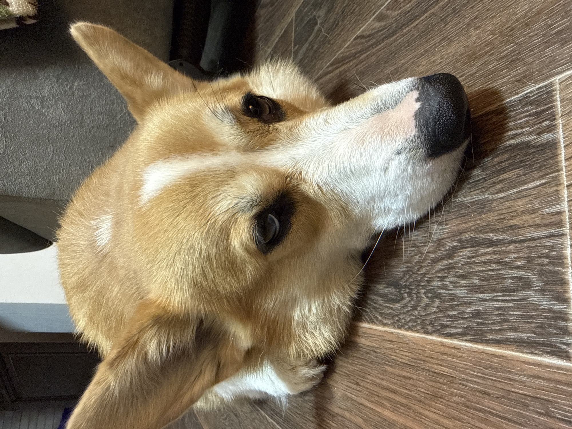 A close-up image shows a corgi dog lying on a brown, wood-like floor. The dog's head is the main focus, angled towards the upper right. It has brown and white fur, pointed ears, and a black nose. The dog's eyes are open, with a dark, reflective quality. The background shows a glimpse of a dark object, possibly furniture. The exact location in Votkinsk, Russia cannot be determined from the image.