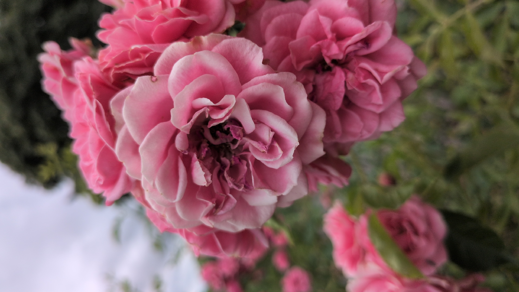 This is a close-up, slightly tilted, outdoor photograph of a cluster of pink roses. The roses are the primary subject, with one large, fully bloomed rose dominating the center of the frame. Its petals are a delicate pink with lighter edges, and the center reveals a deeper, more intense pink and hints of purple where the petals are tightly furled. Surrounding this central bloom are other roses in various stages of opening, some appearing more robust and a deeper shade of pink, while others are softer and lighter.
The background is softly blurred, suggesting a shallow depth of field. To the left, a dark green, out-of-focus mass could be foliage or trees. To the right and in the lower portion of the image, the background transitions into soft green leaves and stems, with other out-of-focus pink rose blooms visible further back. The very top left of the image shows a hazy, pale sky with some hints of white clouds.
The lighting appears to be natural, possibly suggesting it is daytime. There are no people or text visible in the image. The overall mood conveyed is one of natural beauty and gentle vibrancy, focused on the intricate details of the roses. The location context is Rastenberg, Germany.