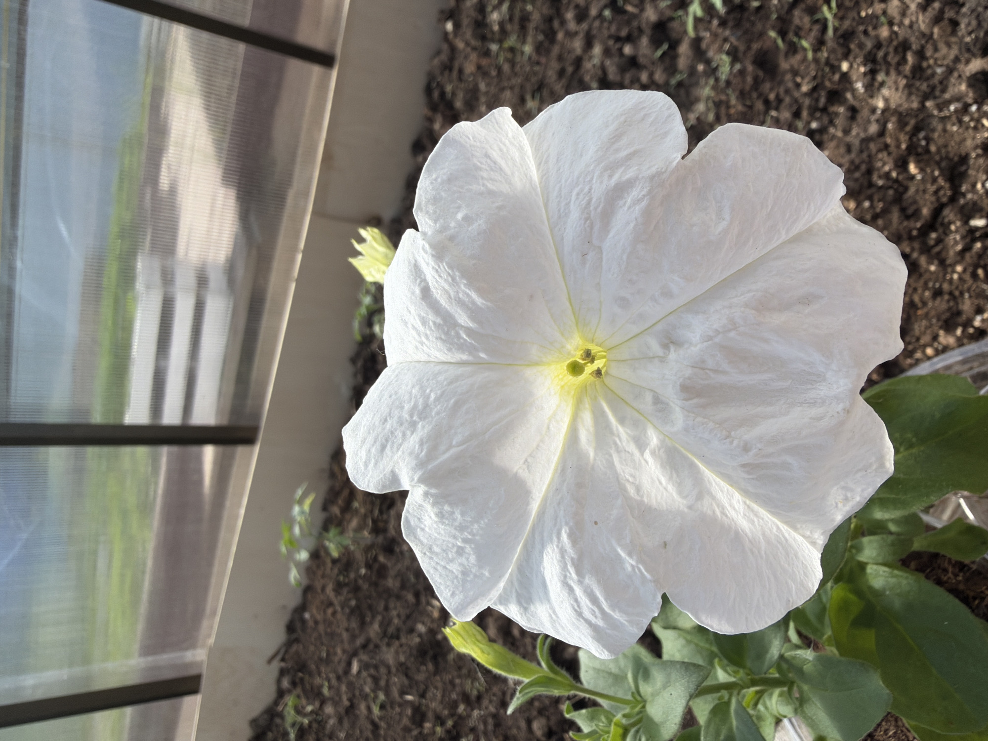 A close-up, slightly high-angle shot depicts a large, white petunia flower with a yellow center in full bloom. The flower is positioned slightly off-center to the right. Around the base of the flower are green leaves and stems. The flower and plant are rooted in dark brown soil. To the left of the flower is a blurred, translucent surface with dark vertical and horizontal lines suggesting a window or a greenhouse-like structure. The location is determined to be in the city of Chaikovsky, Russia. No people, actions, or interactions are visible in the image.