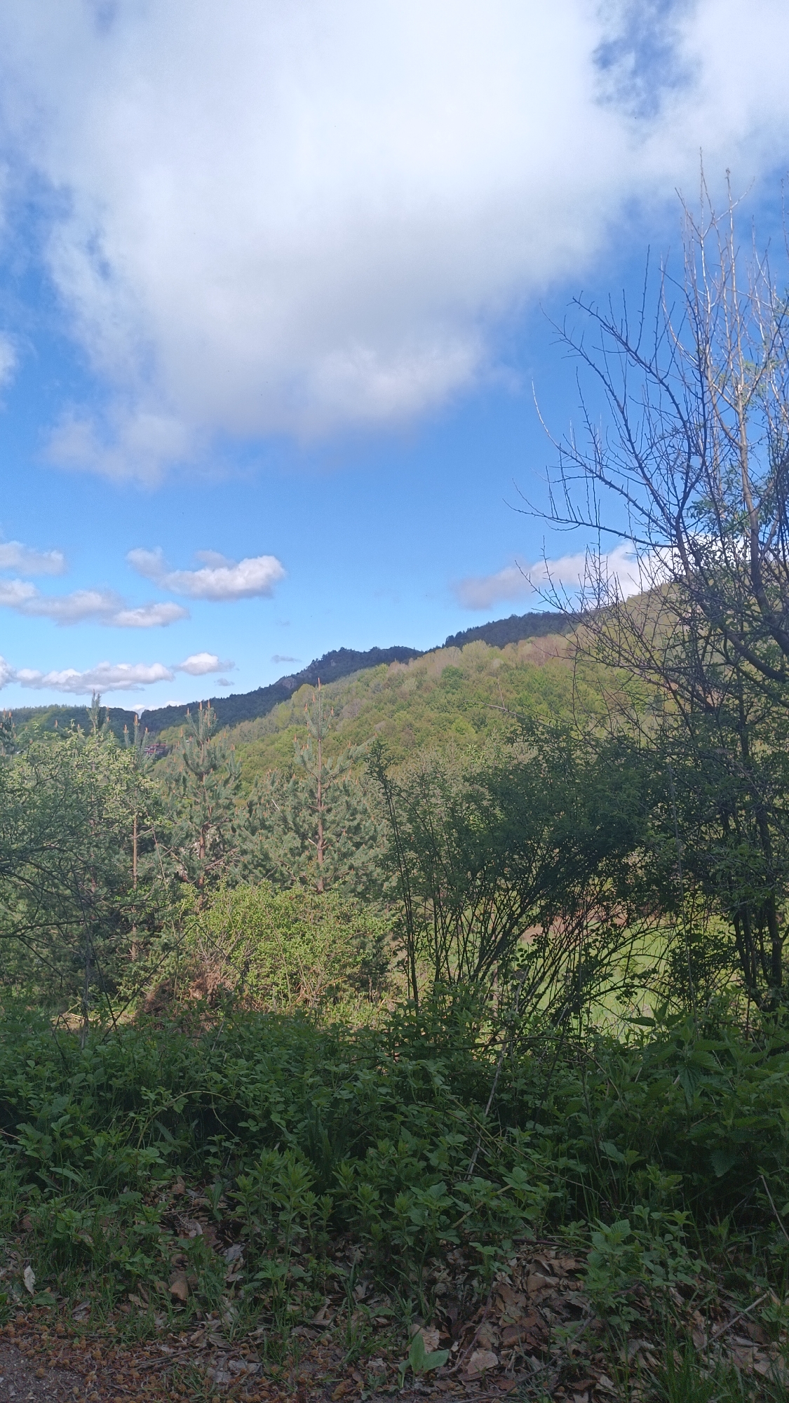 The image depicts a landscape in Vratsa, Bulgaria. The scene is captured during the daytime under a partly cloudy sky. A mountain range covered with a mix of deciduous and evergreen trees forms the backdrop. In the foreground, there's dense green vegetation, likely undergrowth or shrubs, and dead leaves on the ground. A bare-branched tree is seen on the right side of the frame. There are no people visible in the image.