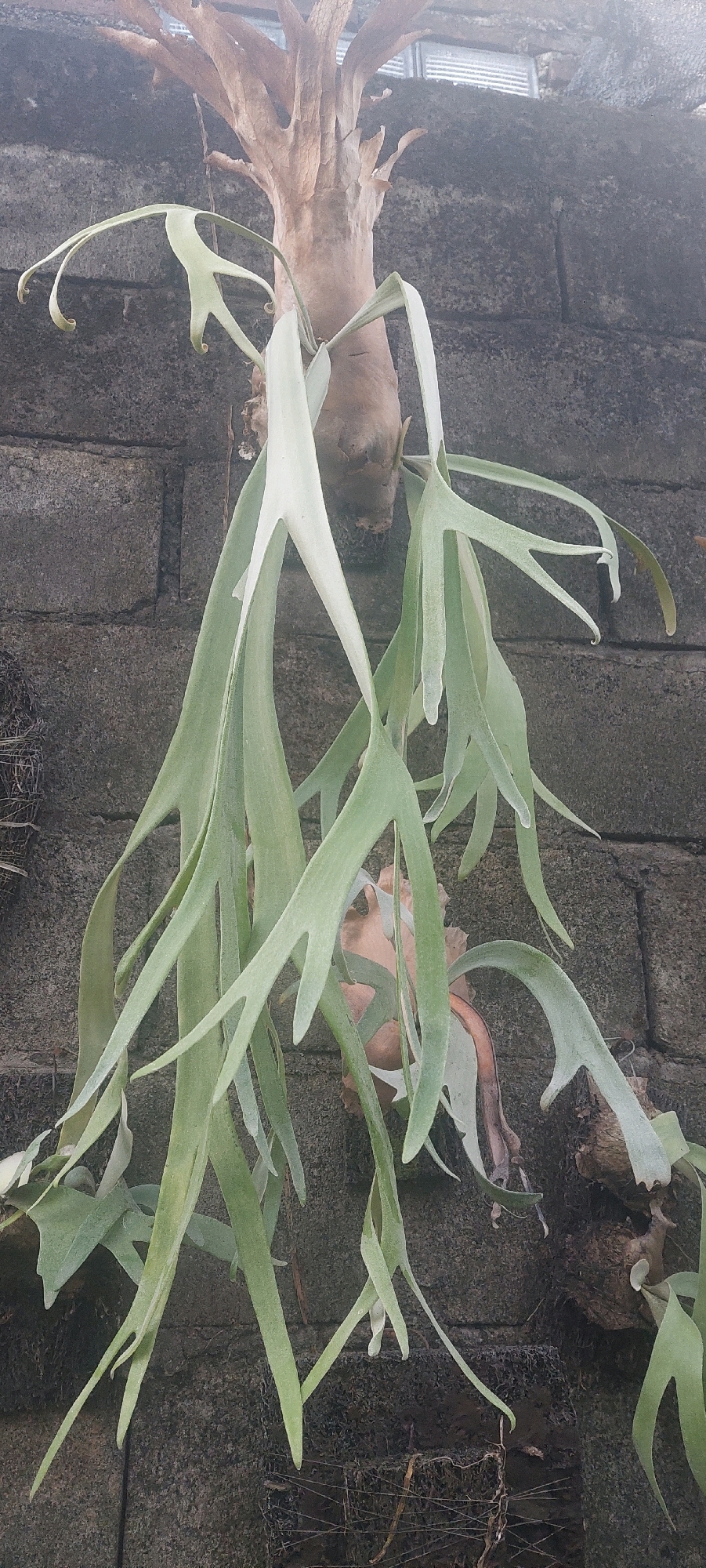 A staghorn fern is mounted on a rough, gray stone wall in Lumajang, Indonesia. The fern has a woody rhizome from which long, strap-like green fronds emerge. Some fronds are upright and forked, resembling antlers, while others hang down, creating a cascading effect. The wall appears to be made of concrete blocks and shows signs of weathering and possibly moss growth. The background is slightly out of focus, suggesting a shallow depth of field, and hints at the presence of a structure with corrugated roofing and some netting above and to the left of the fern. There are no people or animals visible in the image. The scene is static and natural.