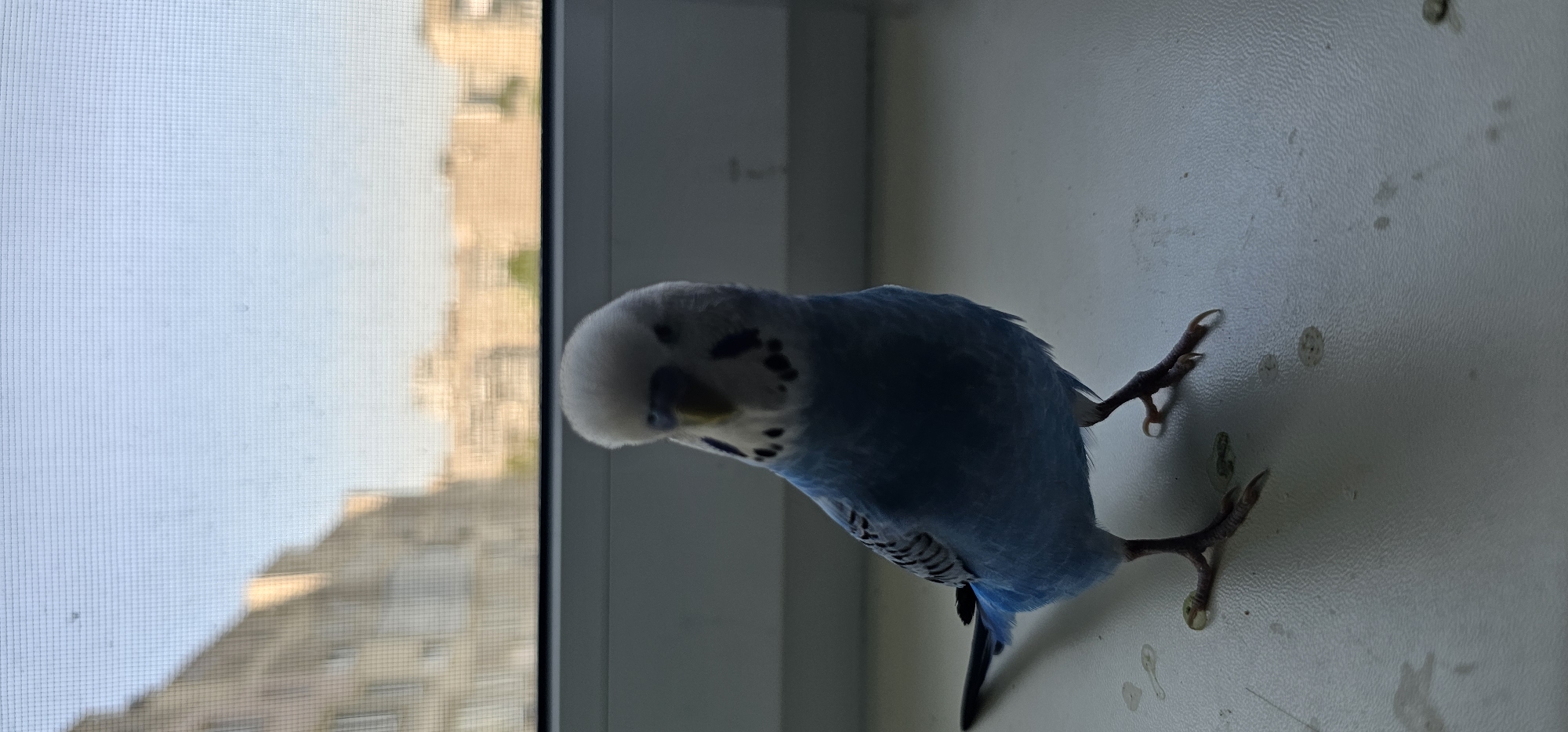 A budgerigar, predominantly blue with white and black markings on its head and wings, is perched on a white surface, likely a windowsill. The bird is facing away from the viewer, looking towards a window with a screen. Through the screen, buildings are visible, suggesting an urban or suburban environment. The lighting suggests it is daytime, possibly morning or late afternoon, given the soft, diffused light. The overall scene is simple and domestic, focusing on the bird in its environment. There is no visible text. The location context provided is Vinnytsia, Ukraine.