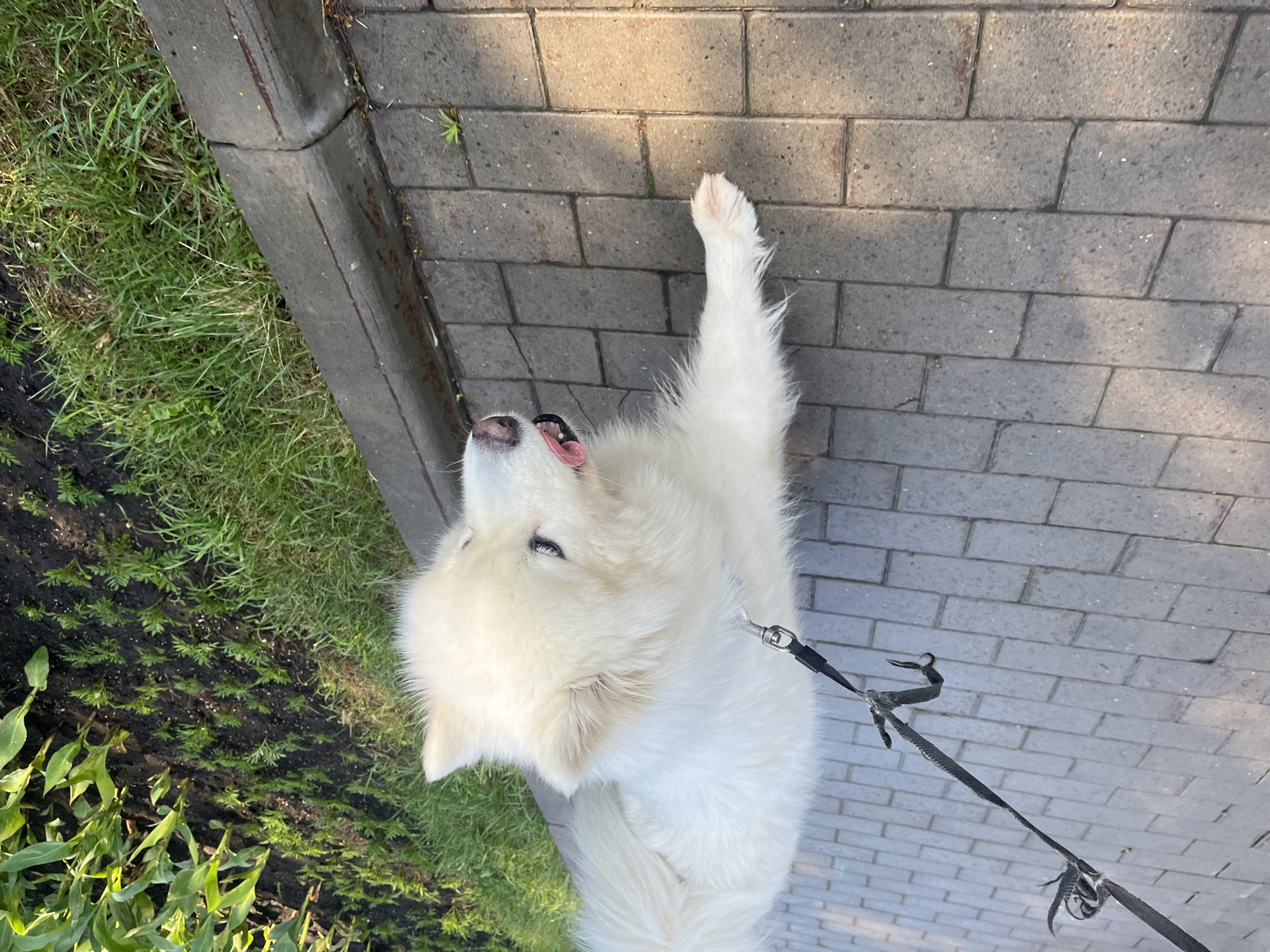 A fluffy white dog on a leash walks on a paved sidewalk next to a garden bed of green plants. The dog's tongue is hanging out, and it appears to be looking down at the ground. The sun is shining, casting shadows on the sidewalk.
