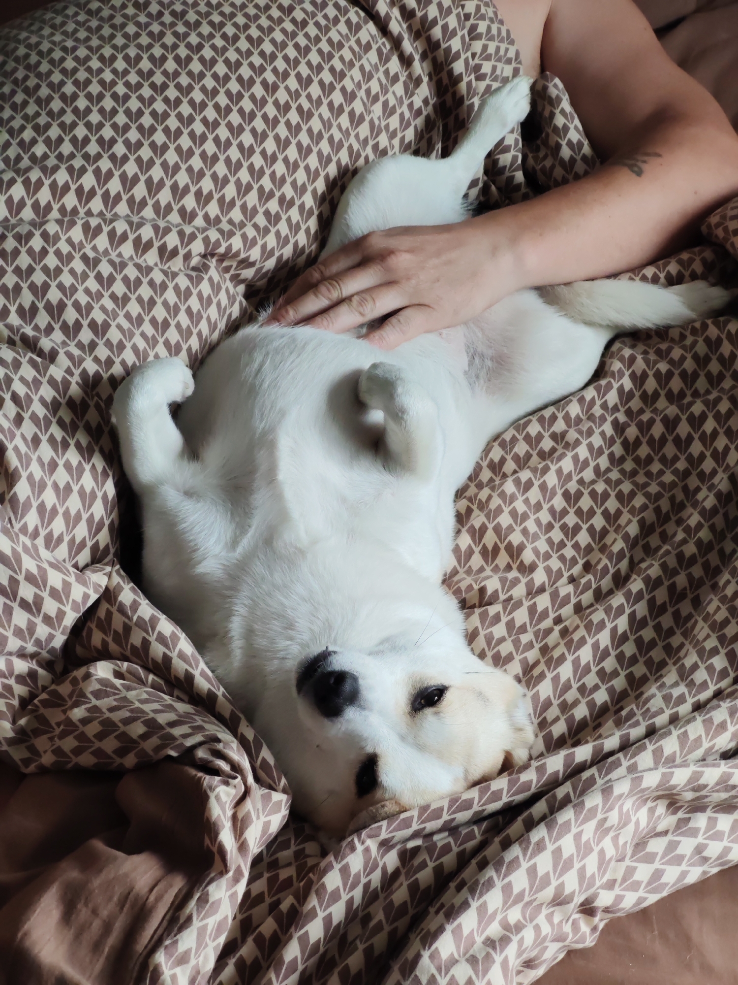 A white dog is lying on its back on a bed with a patterned duvet. A person's arm is draped over the dog, and their hand is resting on its belly. The dog's head is tilted to the side, and its eyes are partially closed. The duvet has a repeating pattern of small, brown, diamond-shaped figures. The environment is indoors, likely a bedroom, but no specific city or location can be determined from the image.
