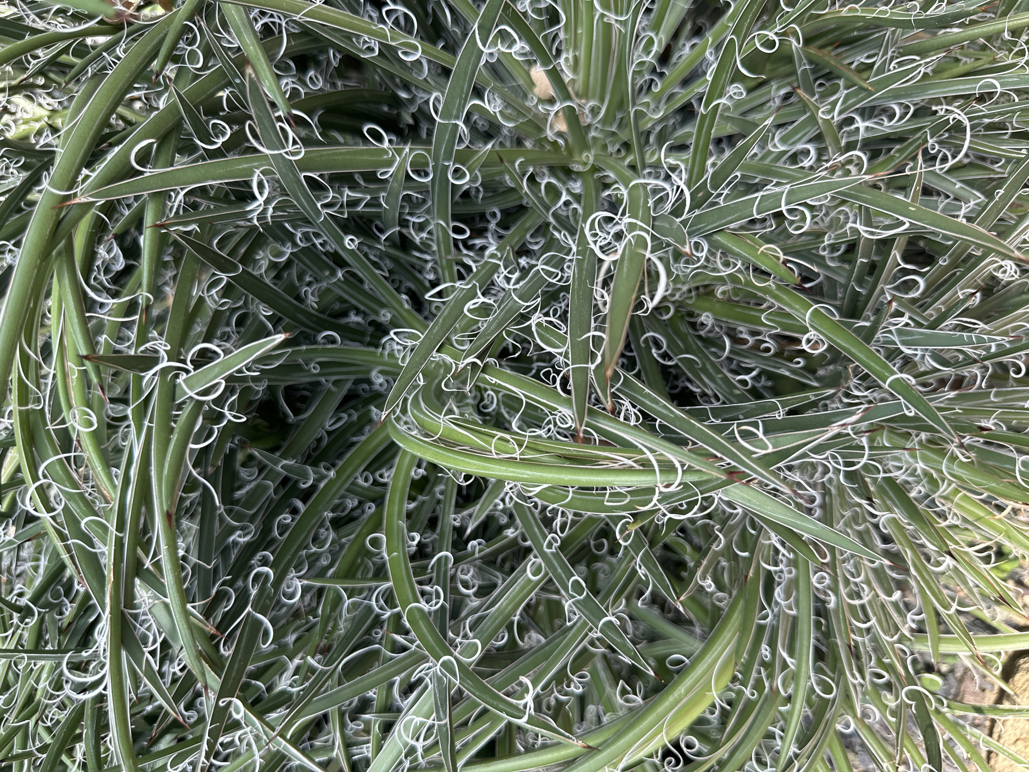 The image displays a close-up, top-down view of a dense, vibrant green plant, likely a type of agave or succulent, characterized by its distinctive foliage. The frame is filled with numerous long, narrow, stiff leaves, which are a medium to dark green color.
A notable feature of the plant is the abundance of fine, bright white, curly filaments or threads that peel away from the edges of the leaves. These white curls create intricate, almost abstract patterns throughout the dense foliage, providing a strong contrast against the green leaves. Many leaf tips appear to have a slight reddish-brown tint.
The lighting suggests a bright daytime setting, evenly illuminating the plant without casting harsh shadows. The background is largely obscured by the sheer volume of the plant's leaves, with only hints of darker, blurry elements suggesting ground or deeper foliage. No specific location identifiers, human figures, animals, or text are visible in the image. The focus is entirely on the texture and form of the plant.