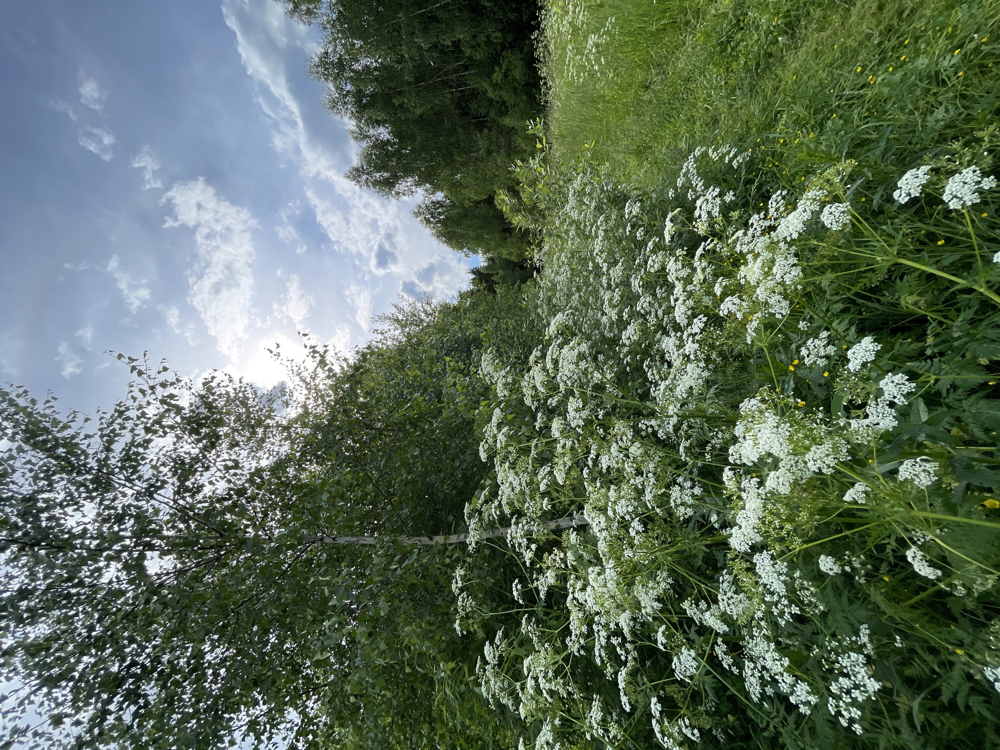 The image depicts a natural scene in a wooded area. In the foreground, a thick cluster of white wildflowers with small, delicate blossoms dominates the lower left and center of the frame. These flowers have thin, green stems and feathery leaves. Behind the wildflowers, a slender, light-barked tree trunk, likely a birch, is visible, partially obscured by dense green foliage. To the right of the wildflowers, a grassy path or field extends into the mid-ground, bordered by more lush green grass and interspersed with small yellow flowers. The background consists of a dense forest of green trees, primarily birches, with their white trunks faintly visible among the leaves. The sky above is a mix of blue with scattered white and grey clouds, and the sun is partially visible through the clouds, casting a bright light. The scene appears to be in an outdoor, natural environment, possibly a meadow adjacent to a forest. The location is identified as Заречный, Russia. There are no people or animals visible in the image.