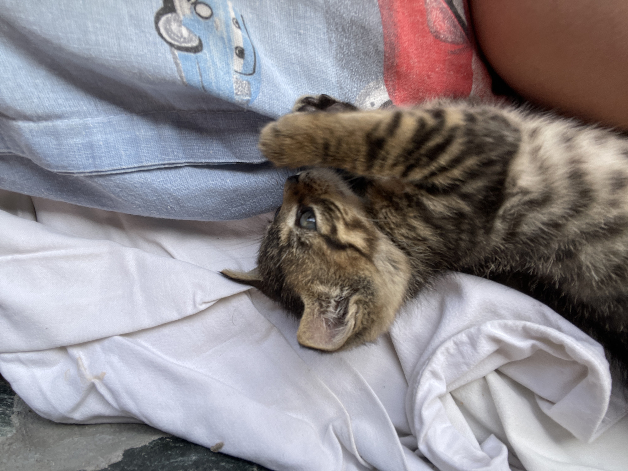 A tabby kitten lies on a crumpled white fabric surface. The kitten's head is turned towards the viewer, and one paw is raised near its face. The background includes a light blue fabric with a cartoon car design and a red area. The location is Zlatograd, Bulgaria.