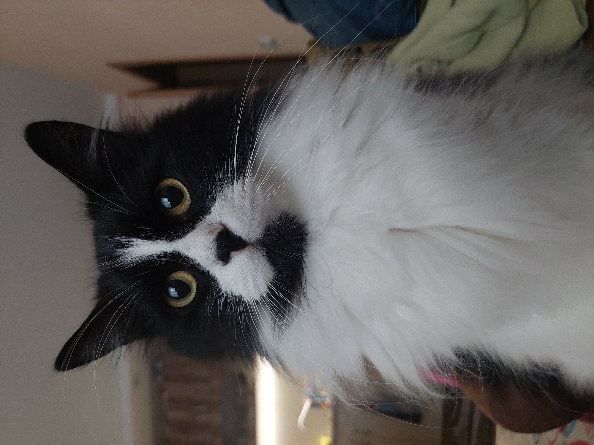 A close-up, slightly tilted image focuses on a black and white cat with long fur. The cat has striking gold eyes, a black nose with a white marking, and long white whiskers. The cat is facing the camera with a curious expression. The background is blurred, showing a glimpse of a room interior with a wooden frame structure and neutral wall colors. The cat's surroundings and the image do not indicate the specific location in Plovdiv, Bulgaria.