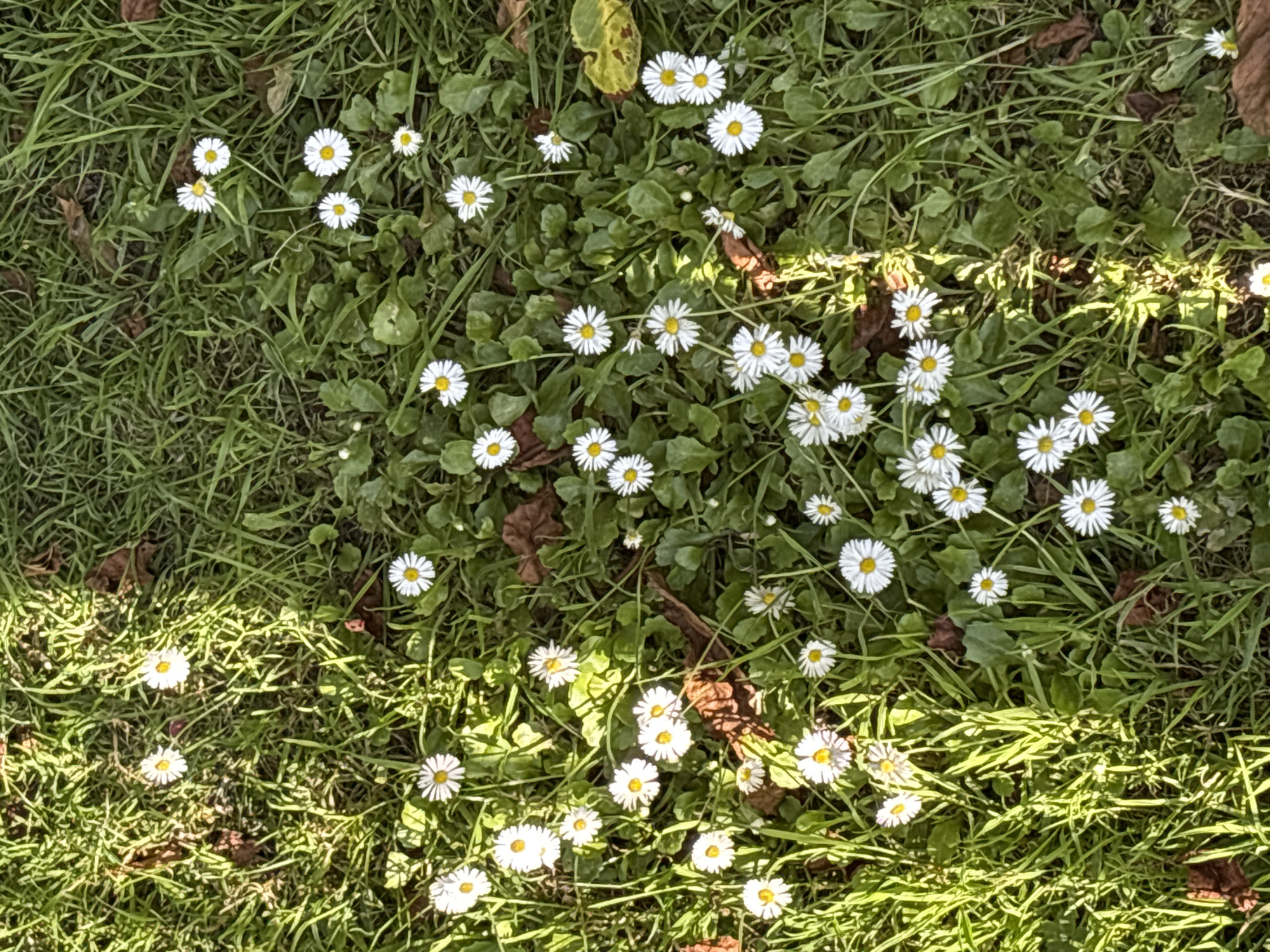 The image is an overhead, close-up shot of a patch of green grass dotted with numerous white daisies, most of which have yellow centers. There are also a few scattered brown fallen leaves on the ground. The lighting suggests it is daytime, with strong sunlight casting shadows across the grass and flowers. The scene appears to be a section of a park or garden, consistent with many green spaces found within the city of Cork, Ireland, such as Fitzgerald's Park or the grounds surrounding the University College Cork campus. There are no people or animals visible in the image, and the focus is entirely on the natural elements of the flora and ground cover.