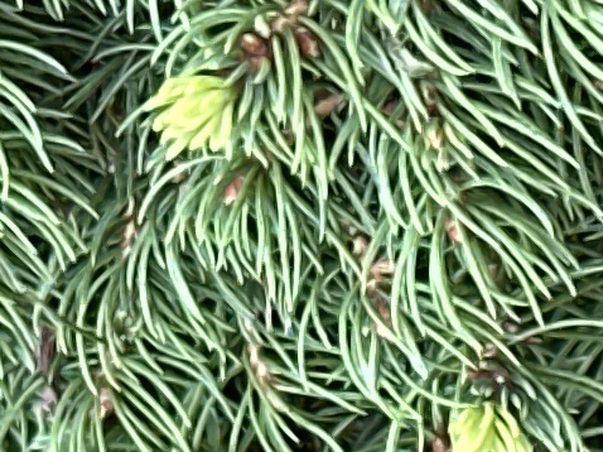 The image is a close-up, macro photograph of evergreen tree needles, likely from a spruce or fir tree. The needles are dense, green, and curved, with some appearing to be new growth and a lighter, yellowish-green color. Small, reddish-brown buds or developing cones are visible among the needles. The background is blurred, suggesting a shallow depth of field that keeps the focus on the intricate texture of the foliage. There are no people, buildings, or any identifiable city landmarks, including Podolsk, Russia, present in the image. The scene is solely focused on the natural details of the plant.