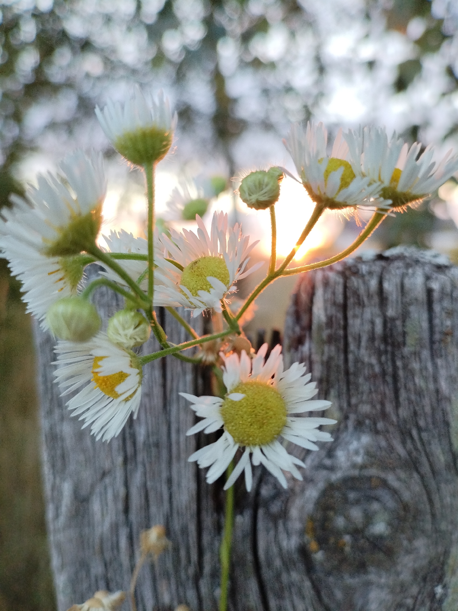 A cluster of small white daisies with yellow centers is in focus in the foreground of the image. The daisies are growing from thin green stems, and some buds are also visible. The flowers are positioned in front of a weathered, gray wooden fence post, which is partially visible on the right side of the frame. The background is softly blurred, with bokeh lights that suggest trees or foliage, and a warm golden light from the setting sun is visible behind the flowers, creating a glowing effect. The image appears to be taken outdoors in a natural setting, possibly a garden or park. The location is the city of Bialynichy, Belarus.