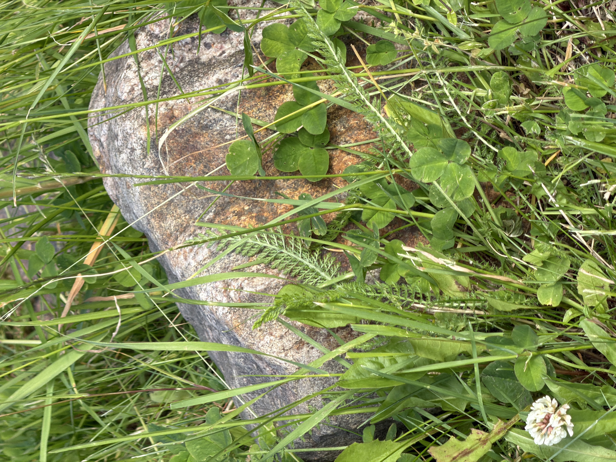 The image is an outdoor, eye-level, medium shot of a rock partially covered by green grass and clover. The rock is gray with brown and reddish-brown splotches. The surrounding vegetation is lush and varied, with tall blades of grass, clover leaves, and some feathery green foliage. A small cluster of white clover flowers is visible in the lower left corner. The scene appears to be a natural setting, possibly a park or a grassy area within the city of Minsk, Belarus. There are no people or animals visible in the image. The lighting suggests it is daytime, with natural sunlight illuminating the scene.