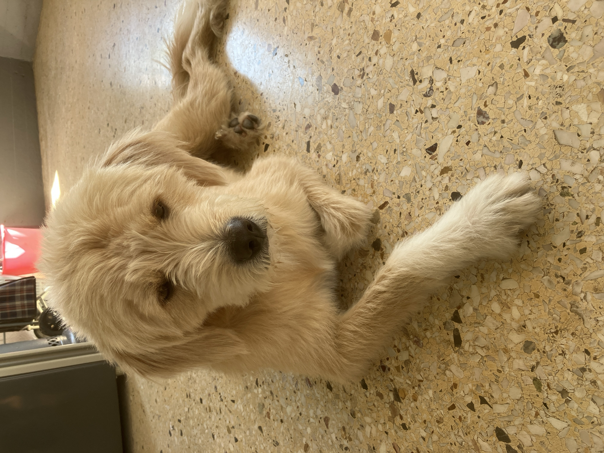 A light brown dog with shaggy fur is lying on a terrazzo floor in what appears to be an indoor setting. The dog is positioned in the center of the frame, facing the viewer with its head slightly tilted. Its eyes are partially closed, and its ears are floppy and hang down. One of its front paws is extended forward, with the white fur on its paw contrasting with the rest of its coat. The floor is made of speckled terrazzo tiles in shades of yellow, beige, brown, and black. In the background, to the left, a dark gray appliance is partially visible. To the right, a pink bucket and some checkered fabric are present. Sunlight is casting a diagonal shadow across the floor in the upper right portion of the image. The scene does not provide any specific visual cues to confirm its location in Paleo Faliro, Greece.
