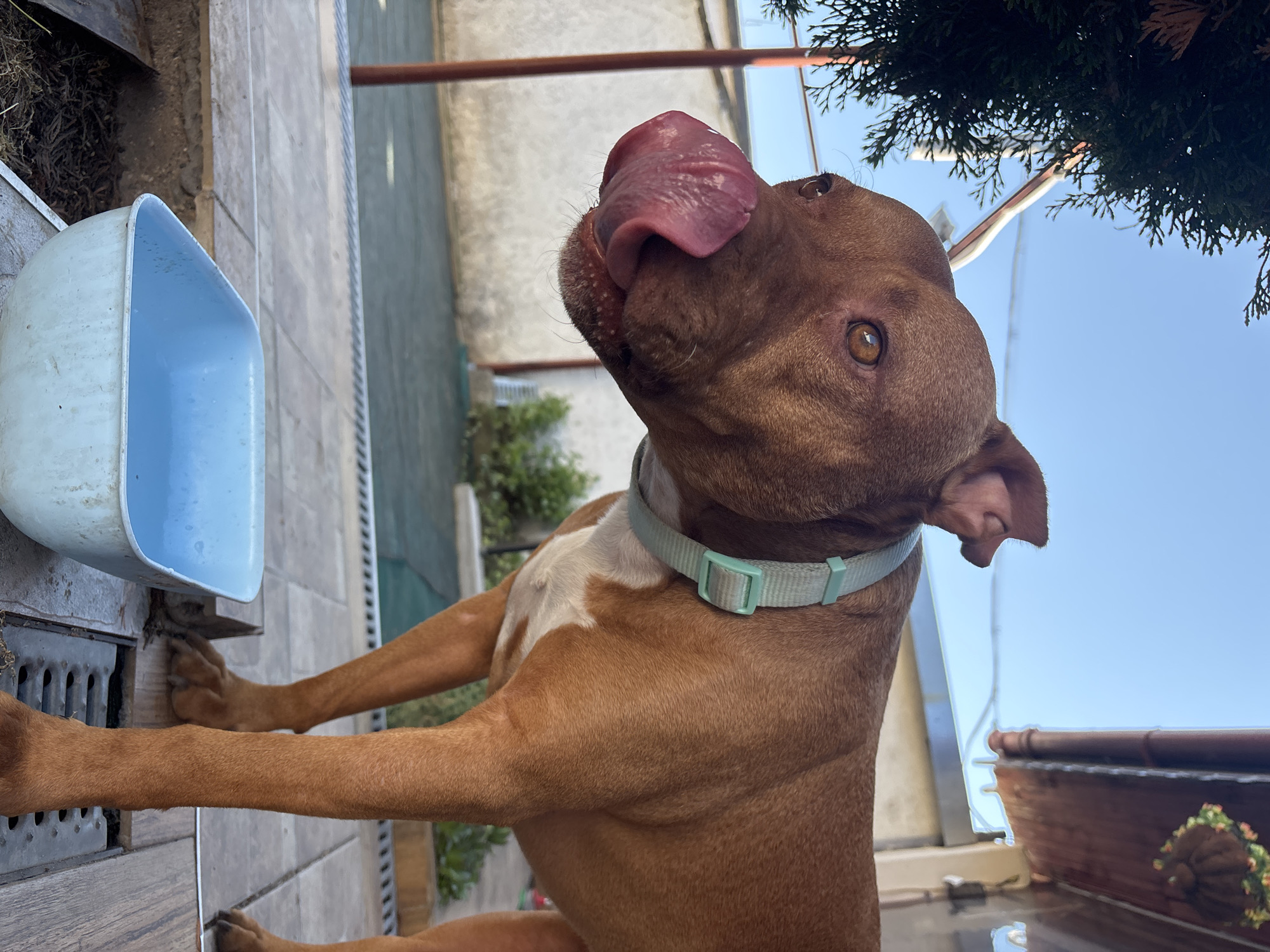 A brown dog with a white chest patch and a light blue collar is licking its nose near a light blue dog bowl on a tiled surface. The dog is outdoors, with glimpses of sky, foliage, and a fence in the background. The photo appears to be taken at an angle. The precise location is Lom, Bulgaria.