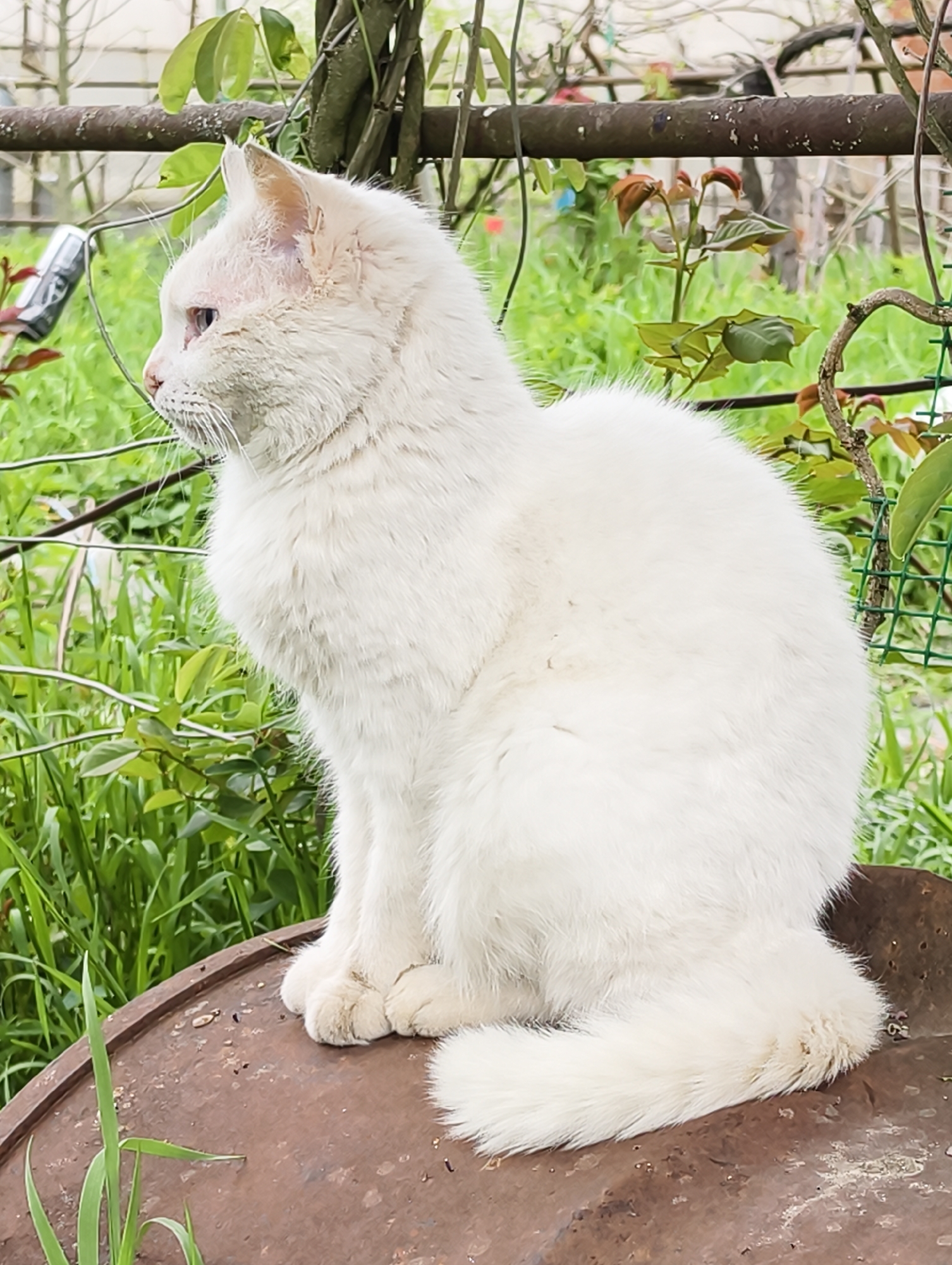 A fluffy white cat is captured sitting calmly outdoors in what appears to be a garden or backyard setting. The cat is positioned in profile, facing left, perched on a rusty, round, metal surface, possibly a barrel lid. Its fur is dense and predominantly white, with slight reddish-pink discoloration visible around its ears and above its eyes, suggesting either natural pigmentation or mild irritation. The cat's eyes are a light, pale color, likely blue or green, and it has a neutral, alert expression as it looks into the distance. Its front paws are neatly tucked, and its tail is curled around its body.
The background is lush with vibrant green foliage, including tall grass, leafy plants, and climbing vines, indicating a verdant outdoor environment. A rustic metal fence or trellis structure runs horizontally behind the cat. The lighting is bright and even, typical of daytime, suggesting clear weather conditions. There are no people visible, and the scene conveys a sense of peaceful observation by the cat in its rustic surroundings. No visible text is present in the image.