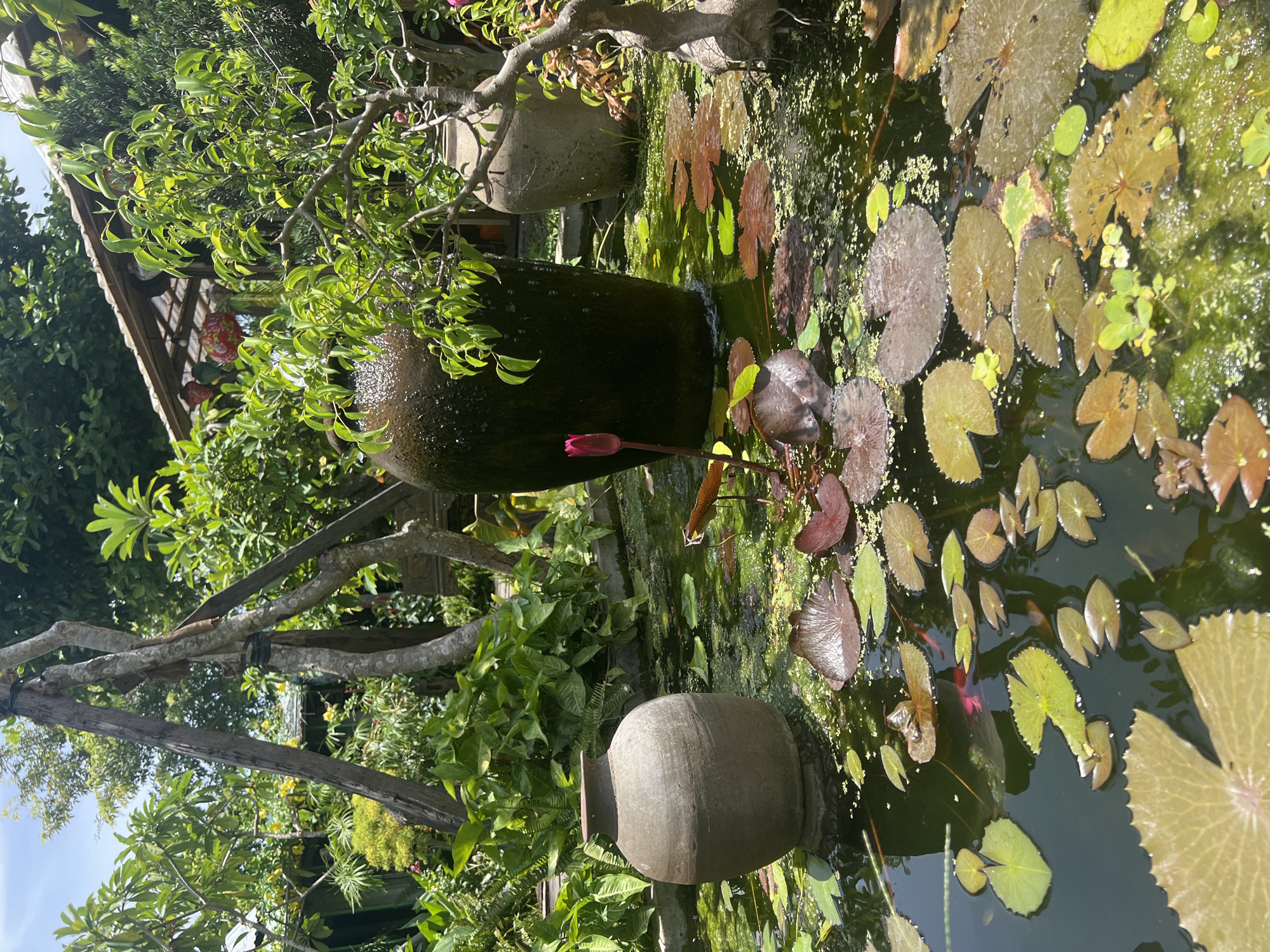 The image depicts an outdoor pond in Hoi An, Vietnam, with a variety of lush green foliage and plant life. In the foreground, the dark water of the pond is filled with lily pads in various shades of green and brown. A single pink lotus bud is visible, partially submerged. To the left, a large, weathered ceramic pot sits partially in the water. Behind it, a taller, darker ceramic pot with a rough texture stands in the pond, with water appearing to cascade from its rim, creating a small waterfall effect. In the background, there is dense green vegetation and trees, and a traditional Vietnamese-style roof structure is visible. The scene is illuminated by natural daylight, suggesting it is daytime.