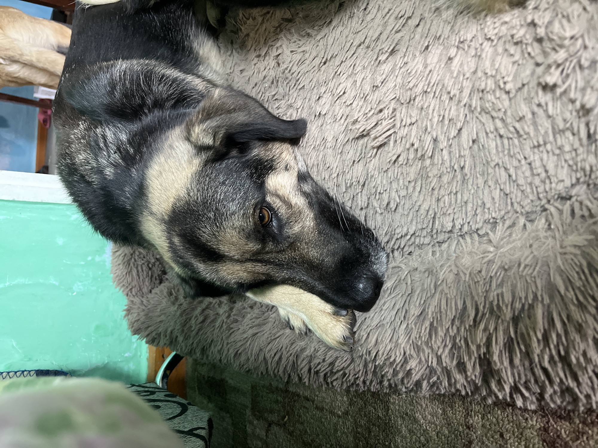 A dog lies on a shaggy, gray bed or blanket. The dog has black, gray, and tan fur. The dog's paw rests near its face. The background includes a green wall and a patterned object. The location is not identifiable as Nizhny Tagil, Russia, from the visual information.