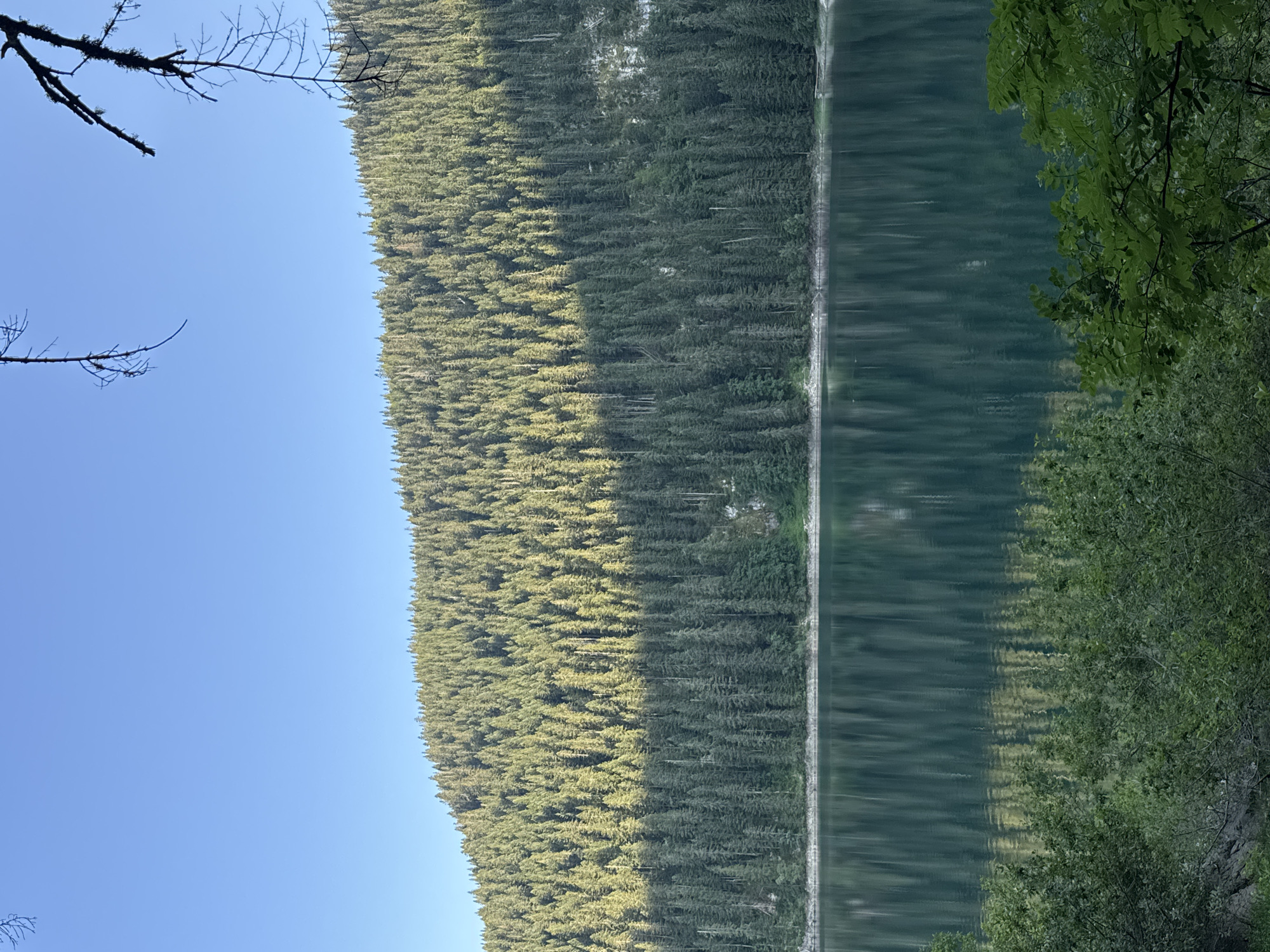 A vertical, eye-level shot captures a serene lake surrounded by a dense forest of evergreen trees under a clear blue sky. The sun casts a diagonal shadow across the upper portion of the treeline, creating a dramatic contrast between the illuminated and shadowed sections. The calm surface of the lake perfectly reflects the towering trees and the subtle gradient of light and shadow. In the foreground, lush green foliage partially obscures the lower edge of the frame, adding depth and texture to the scene. The image does not depict any people or specific man-made structures, suggesting a natural, untouched environment.