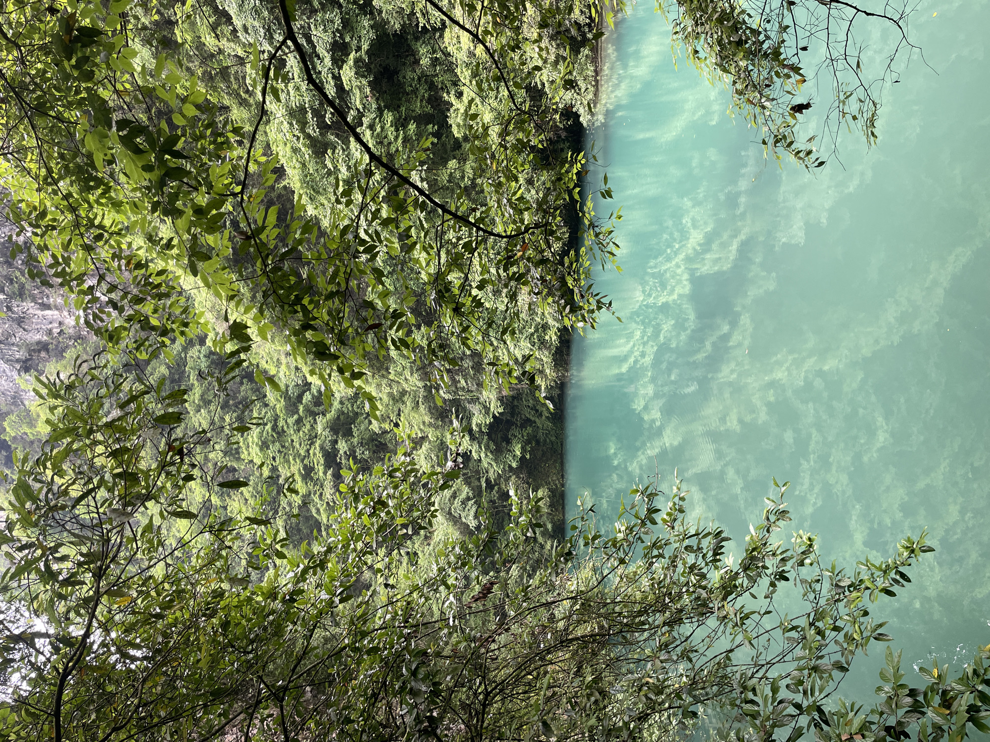 The image shows a view from above of a river in Zhangjiajie, China. The water is a pale turquoise color and slightly reflective. The river is bordered on one side by a steep, green, densely vegetated slope. Tree branches with green leaves frame the view, partially obscuring the river and the slope.