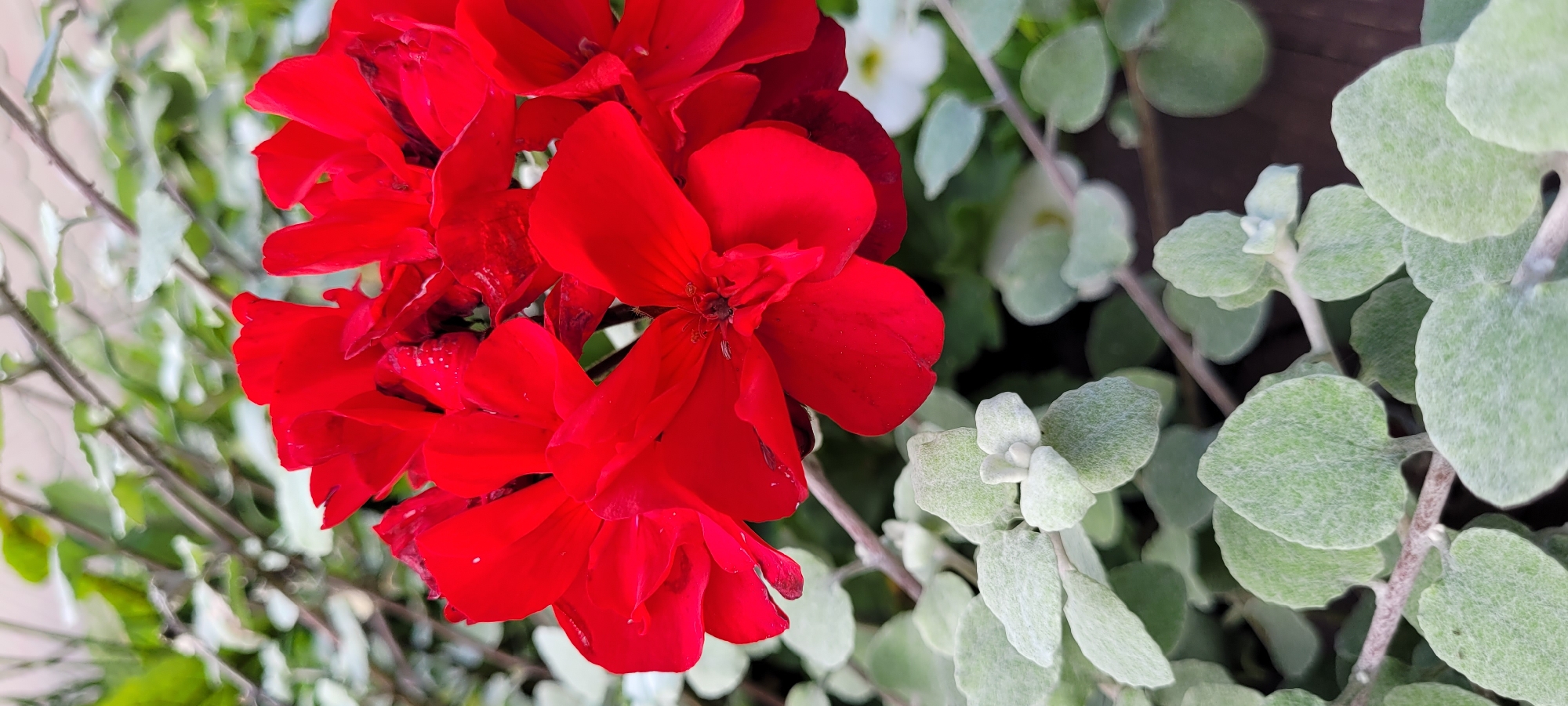 This is a close-up, vertical shot of red geranium flowers and silvery-green foliage. The vibrant red geraniums are clustered together on the left side of the frame, their petals appearing soft and velvety. Some of the petals have small water droplets on them. The foliage, which appears to be a trailing plant with rounded leaves, is on the right side of the image. The leaves are a soft, dusty green and have a slightly fuzzy texture. They are arranged along thin, wiry stems. In the background, out of focus, are hints of other greenery and what appear to be a few small white flowers. The lighting suggests it is daytime, possibly overcast or in shade, as there are no harsh shadows. The overall impression is one of a natural, outdoor garden setting, likely a planter or hanging basket. No people, text, or specific event is depicted. The location context of Riga, Latvia, does not provide any discernible visual cues within this particular image.