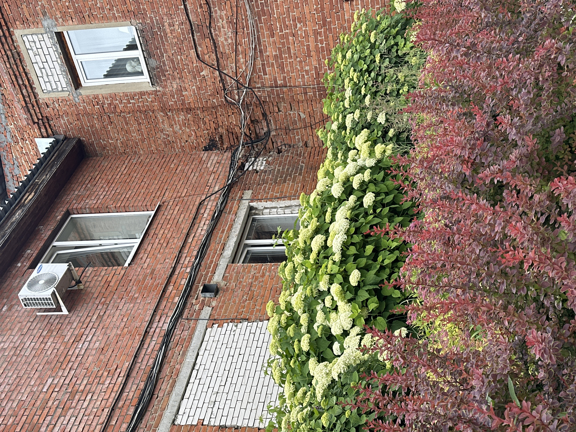 The image shows an exterior view of a brick building with two windows and an air conditioning unit. The building has a textured red brick facade with some sections of white brickwork. Several black cables are attached to the wall. To the right of the building, there are dense green bushes with white flowers, and to the far right, there are bushes with reddish-purple leaves. The plants are lush and appear to be healthy. The sky is not visible, so the time of day and weather are not determinable. There is no visible text in the image. The scene suggests an urban or suburban environment in Vladimir, Russia, with a focus on the architectural elements and surrounding vegetation. The composition is a vertical shot looking upwards towards the building and plants.