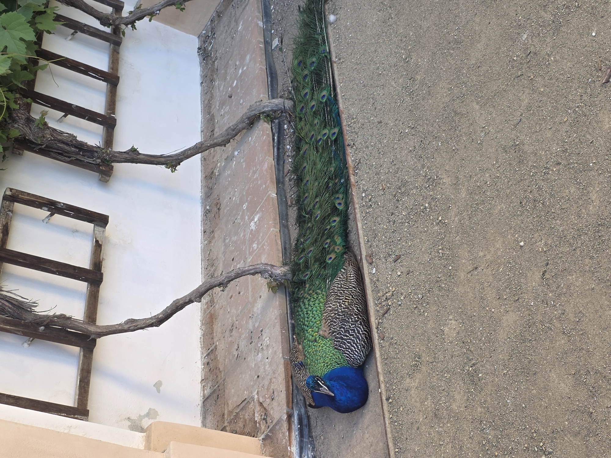 The image captures a vibrant peacock resting on the ground next to a walkway. The peacock's head and chest are a striking deep blue, transitioning to emerald green feathers on its body. Its plumage extends into a long train of iridescent green feathers adorned with distinctive eye-shaped patterns. The bird appears to be stationary, possibly resting or preening.
The ground is a combination of brick tiles and an unpaved, gravelly surface. A wooden structure, resembling a trellis or ladder, is affixed to a white wall in the background, with a vine growing along it.
The location and city are not discernible from the image.