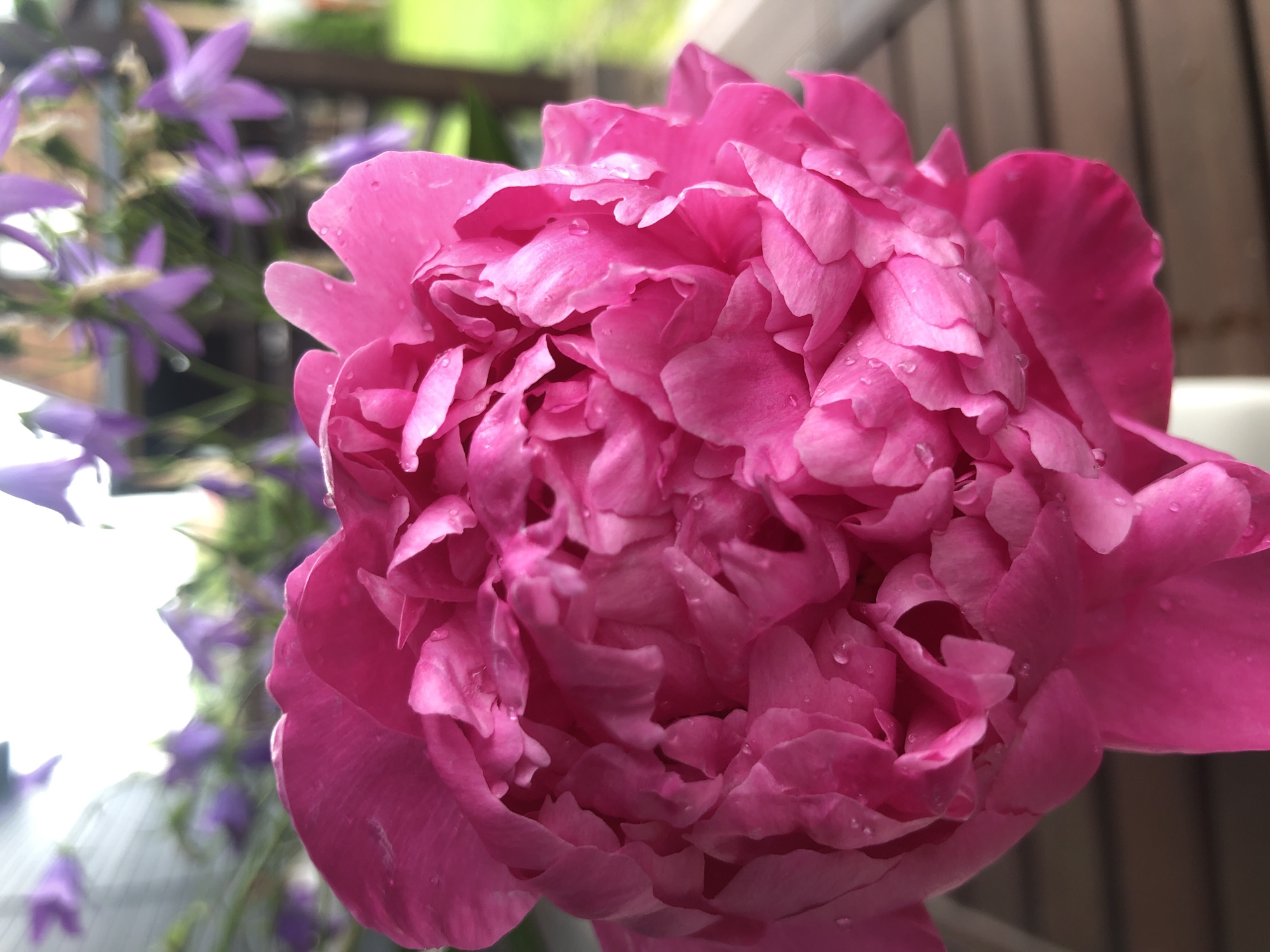 A close-up, eye-level, vertical shot shows a vibrant pink peony with dew drops on its petals. The flower's dense, layered petals are in focus, creating a soft, velvety texture. In the blurred background, purple bell-shaped flowers and green foliage are visible. The setting appears to be outdoors, possibly a garden, with wooden planks in the lower right corner suggesting a deck or patio. The lighting is soft and natural.