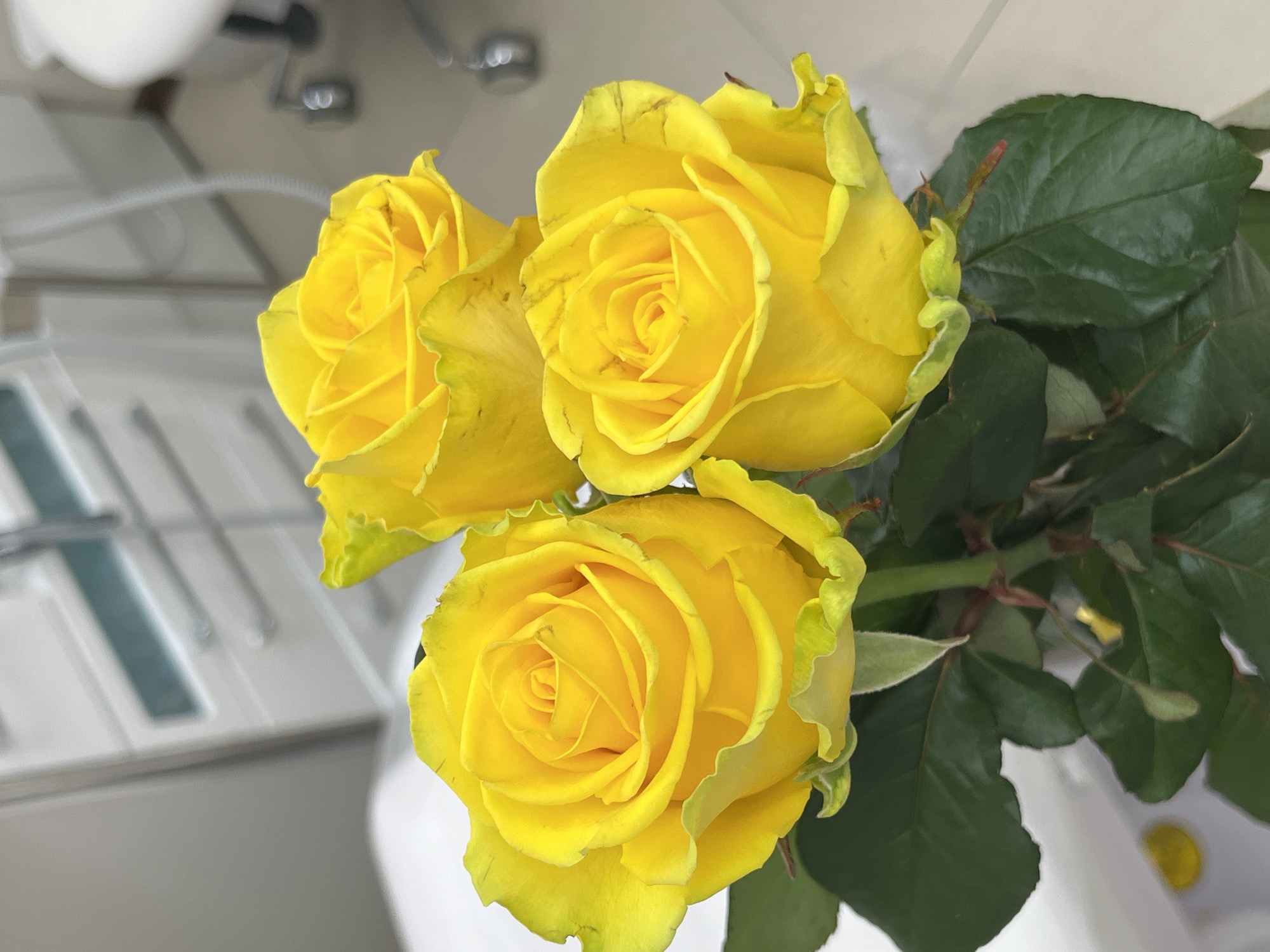 A high-angle, close-up shot reveals three yellow roses in full bloom, accompanied by green leaves. The backdrop includes what appears to be a dental office, suggested by the presence of dental equipment in soft focus. The location details are not discernible from the image.