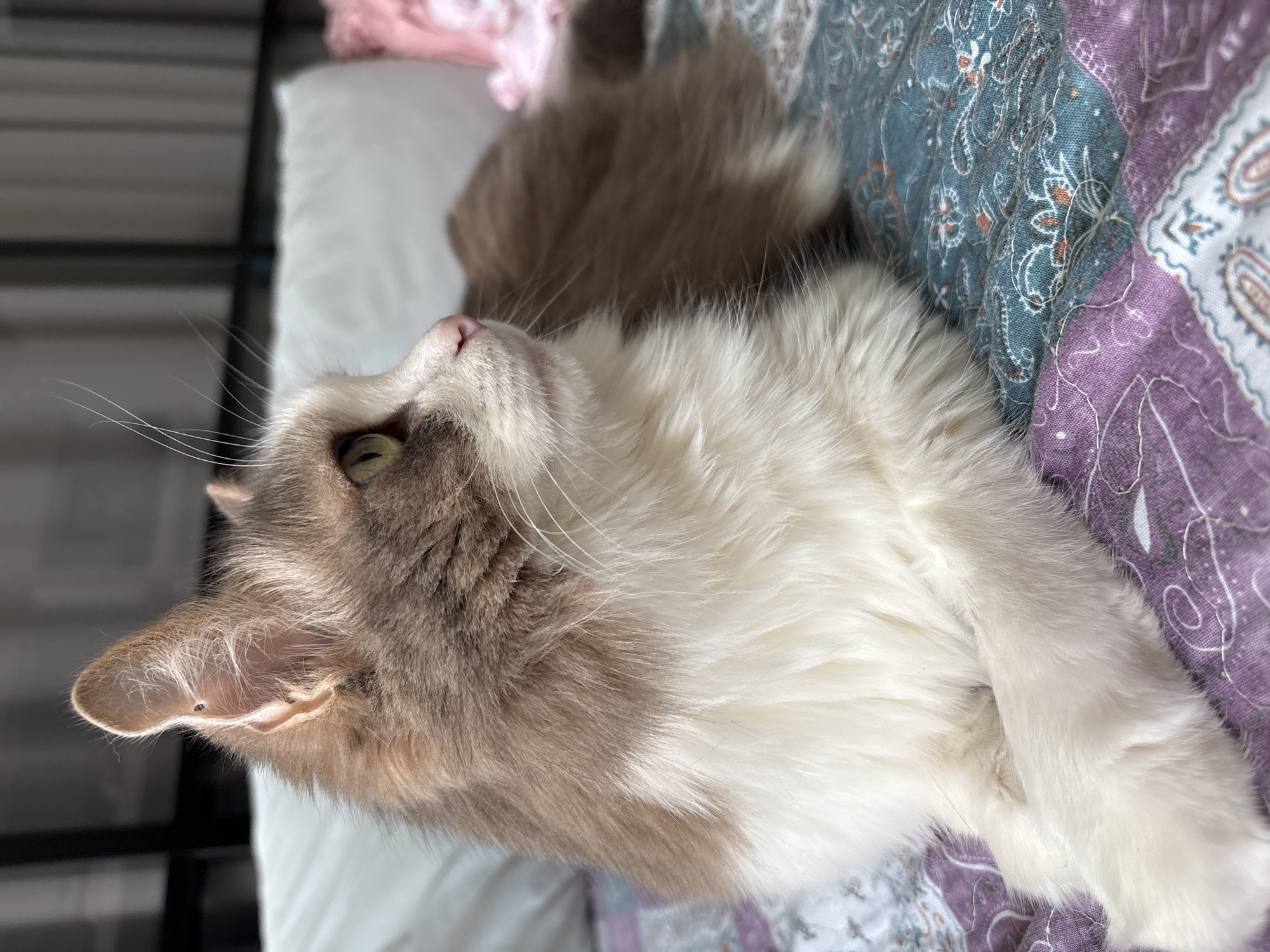 A cat is lying on a bed. The cat has white and brown fur and green eyes. The bed is covered in a patterned quilt with blue and purple colors. The cat is lying on its side, looking up. The location is not specified in the city of Ulyanovsk, Russia.