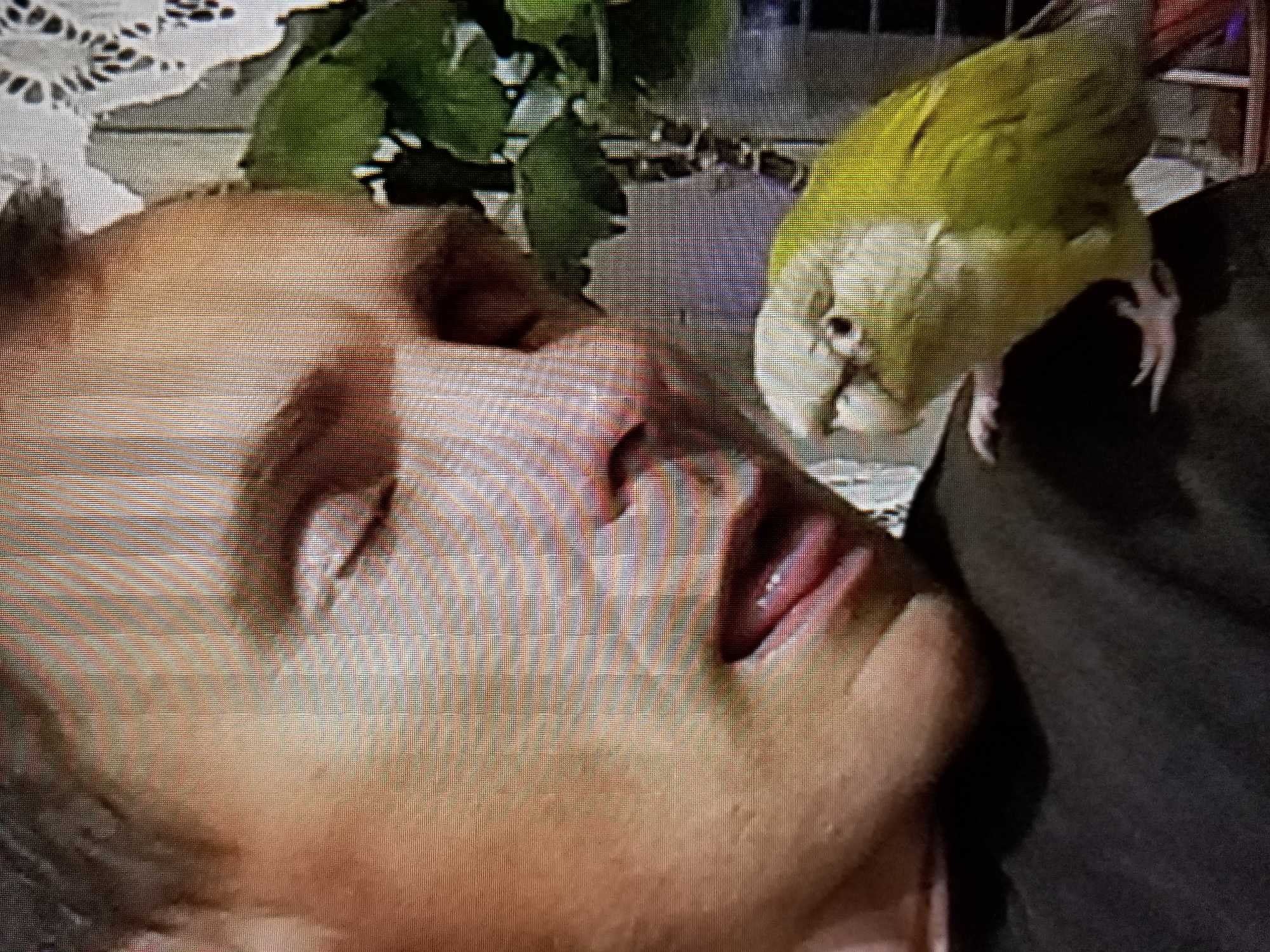 A close-up shot captures a person's face and a green parrot perched on their shoulder. The person's eyes are closed, and their mouth is slightly open, showing their tongue. The parrot is looking towards the camera with its beak slightly open and its head tilted. The background is blurred, but a plant with green leaves and a lace-like curtain can be seen. The image appears to be taken indoors. There is no discernible information or visual cues within the image that would indicate a specific location in the city of Tiraspol, Moldova.