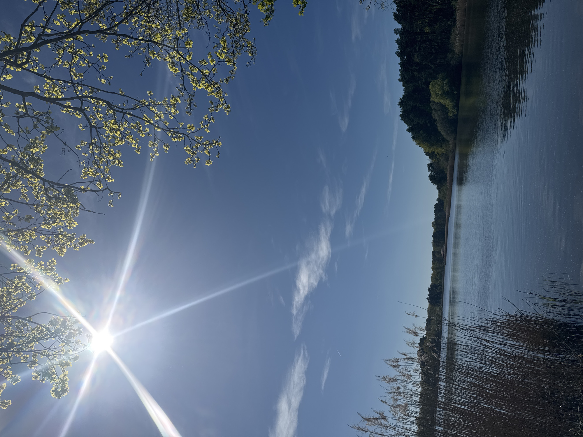 The image depicts a scene at Combreux, France, featuring a body of water, possibly a lake or pond. The water reflects the sky, which is mostly blue with wispy clouds. The sun is visible on the left side of the frame, partially obscured by tree branches with budding leaves. Vegetation, including reeds, is present along the water's edge in the foreground. A forested area borders the water's edge on the right side of the image. There are no people visible.