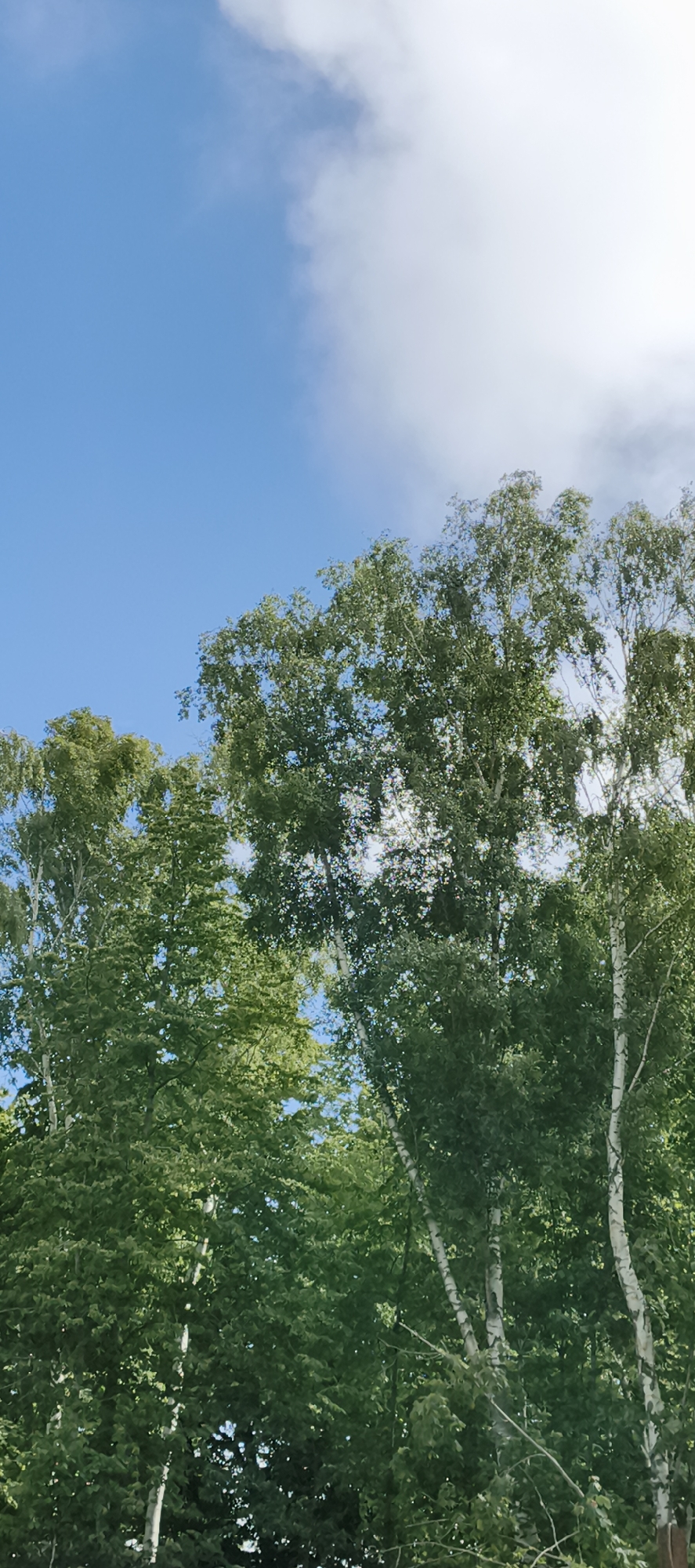 The image shows a view looking up at a bright blue sky with some wispy white clouds. In the foreground, there are several tall trees with lush green foliage, obscuring the sky in places. The trunks of some of the trees are visible, appearing white and slender, characteristic of birch trees. The leaves are dense and varied in shade, suggesting a sunny day. The scene appears to be an outdoor natural setting, likely a park or forest area within the city of Primorye, Russia. There are no people or specific structures visible, focusing solely on the natural elements of trees against the sky.