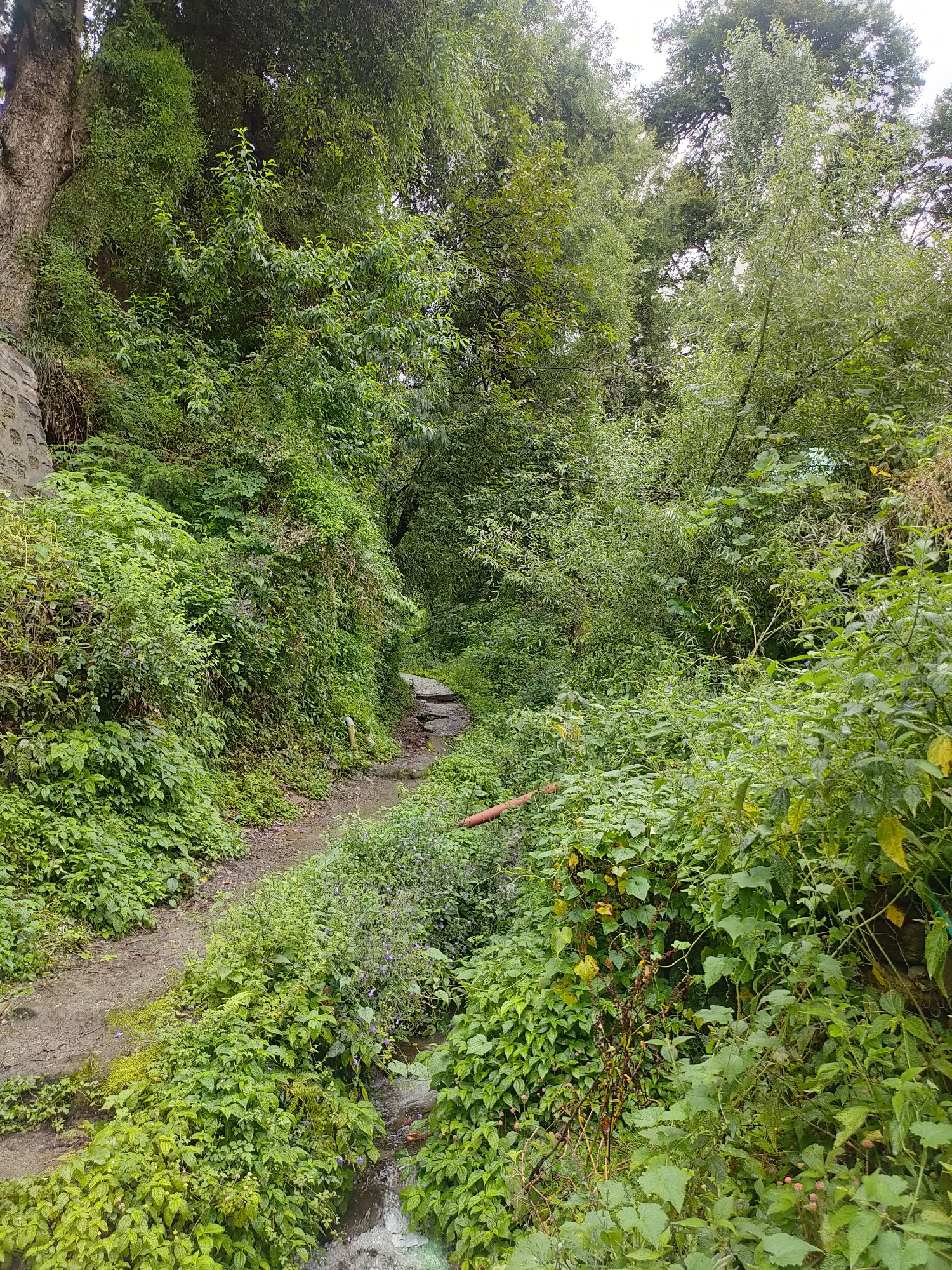 The image depicts a narrow, winding pathway through a dense, verdant forest in Siyal, India. The path is made of stone steps and appears to be somewhat damp, suggesting recent rain. Lush green foliage, including trees, shrubs, and vines, densely covers both sides of the path and the surrounding hills. A small stream or water channel runs alongside the path on the right. The overall impression is one of a secluded, natural environment within the Indian landscape.