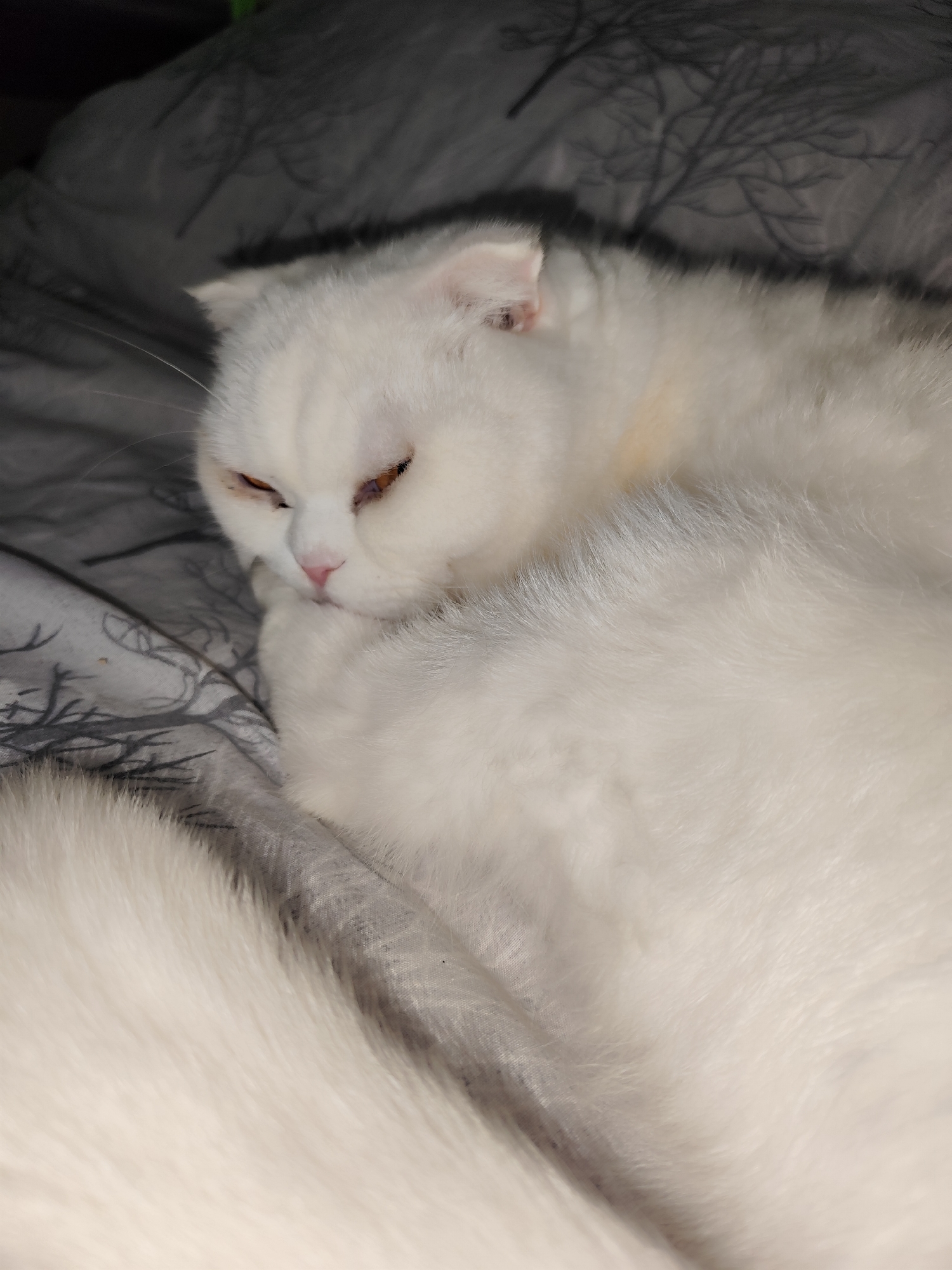 A white Scottish Fold cat is resting on a gray patterned bedspread. The cat's eyes are partially closed, and its paws are near its face. The image appears to have been taken indoors. No specific location in Sarıyer, Turkey, can be determined from the image.